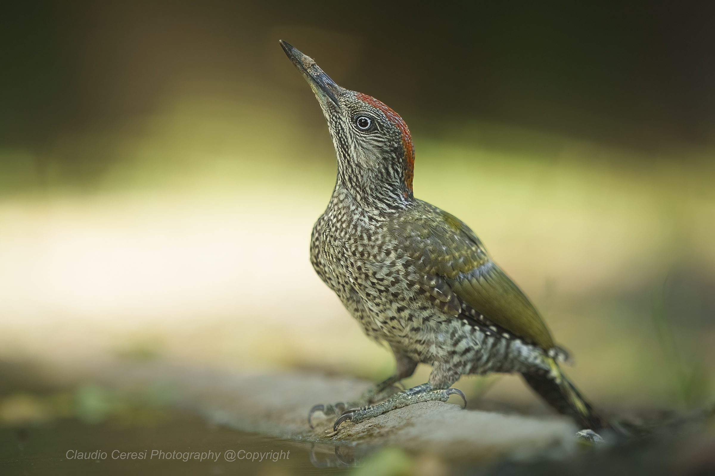 sub adult female green woodpecker ...