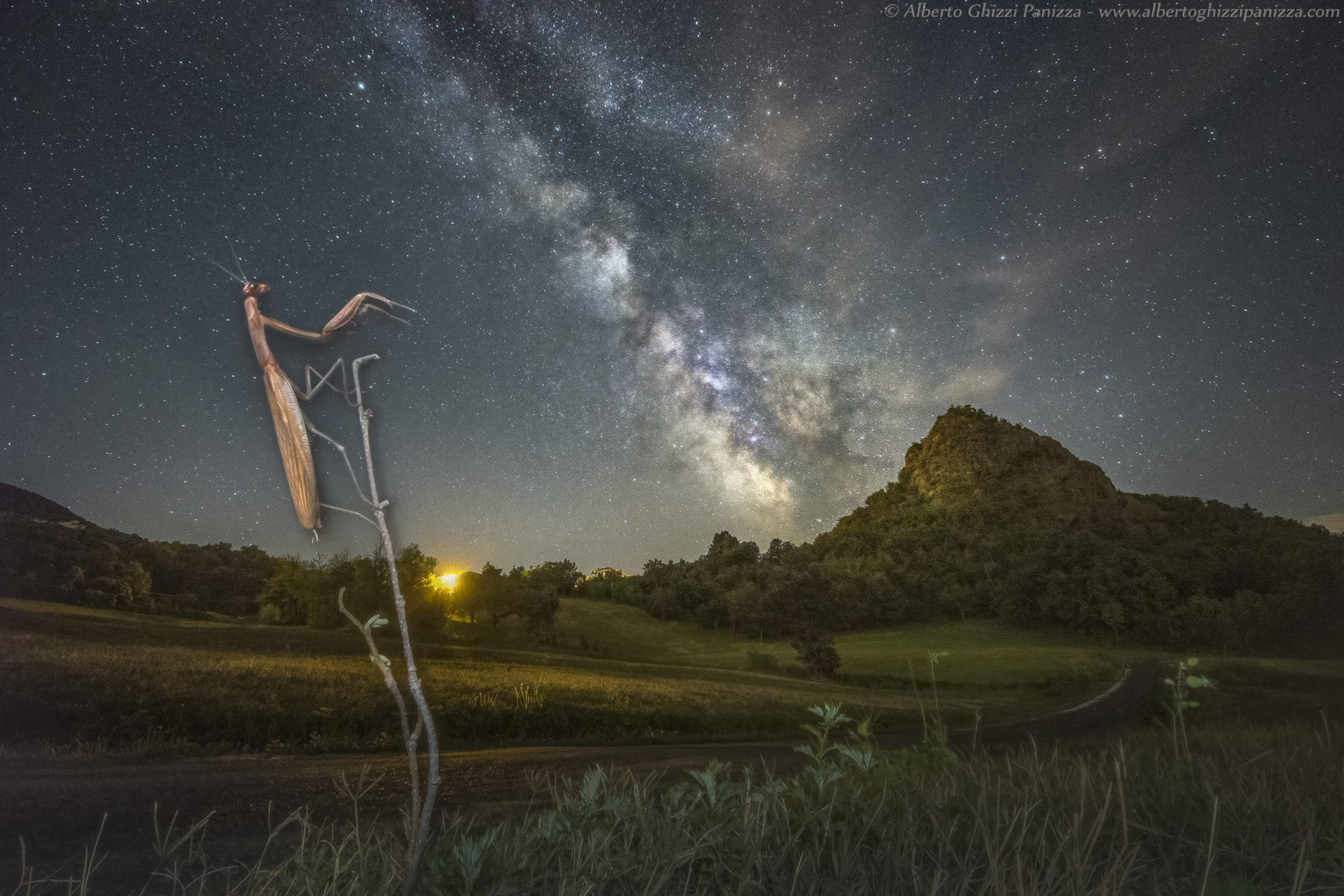 Mantises are also attracted to stars...