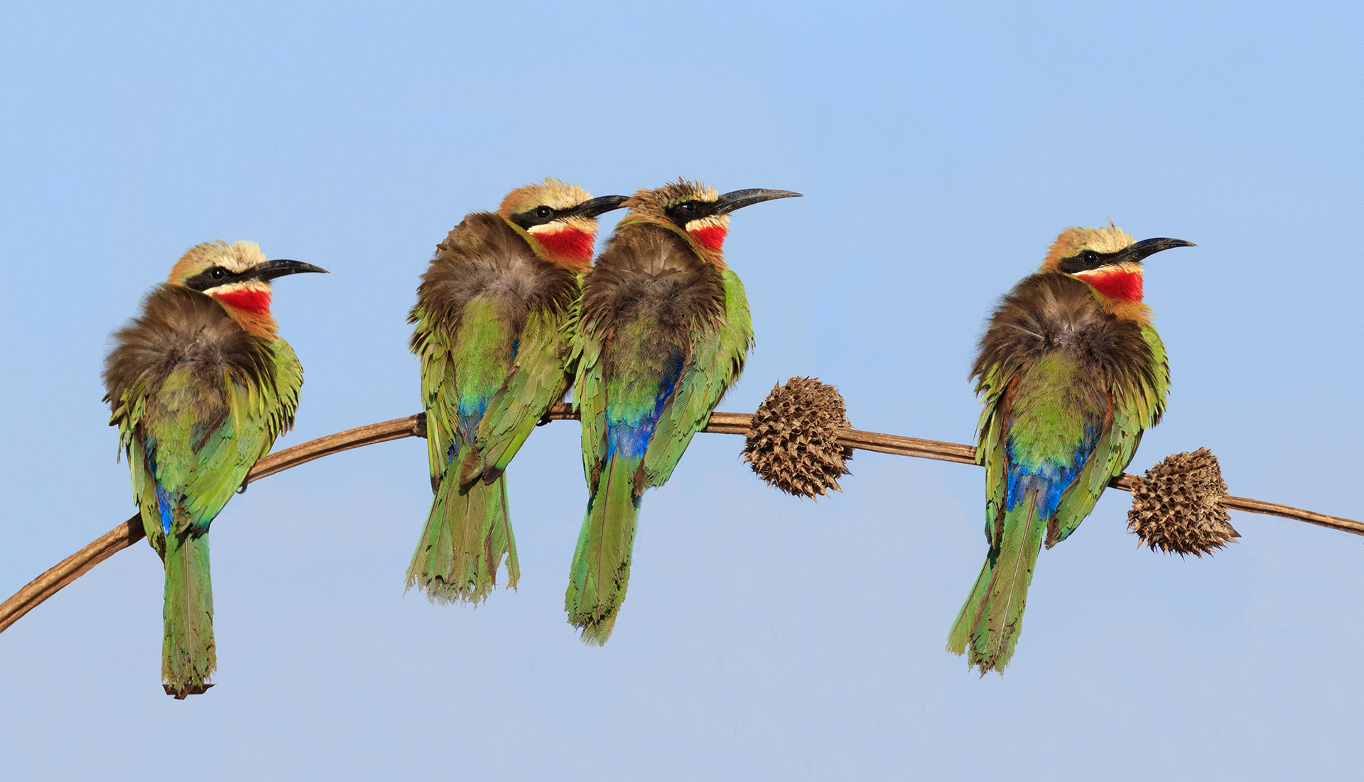 White-fronted bee-eaters (2022)...