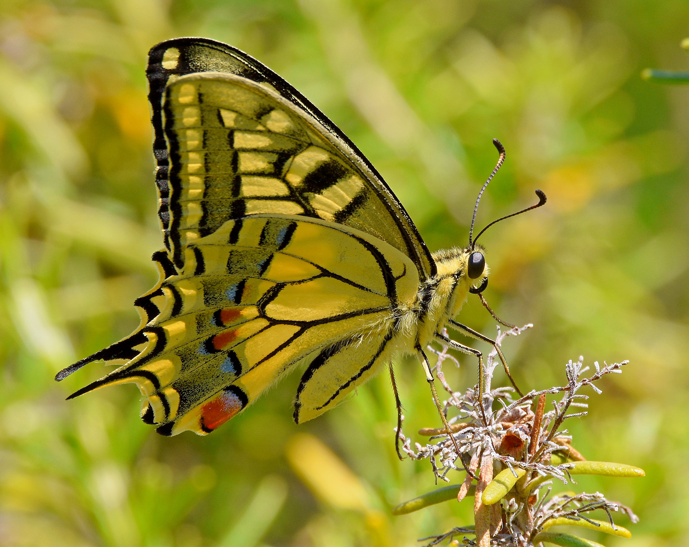 Macaone (Papilio machaon)...