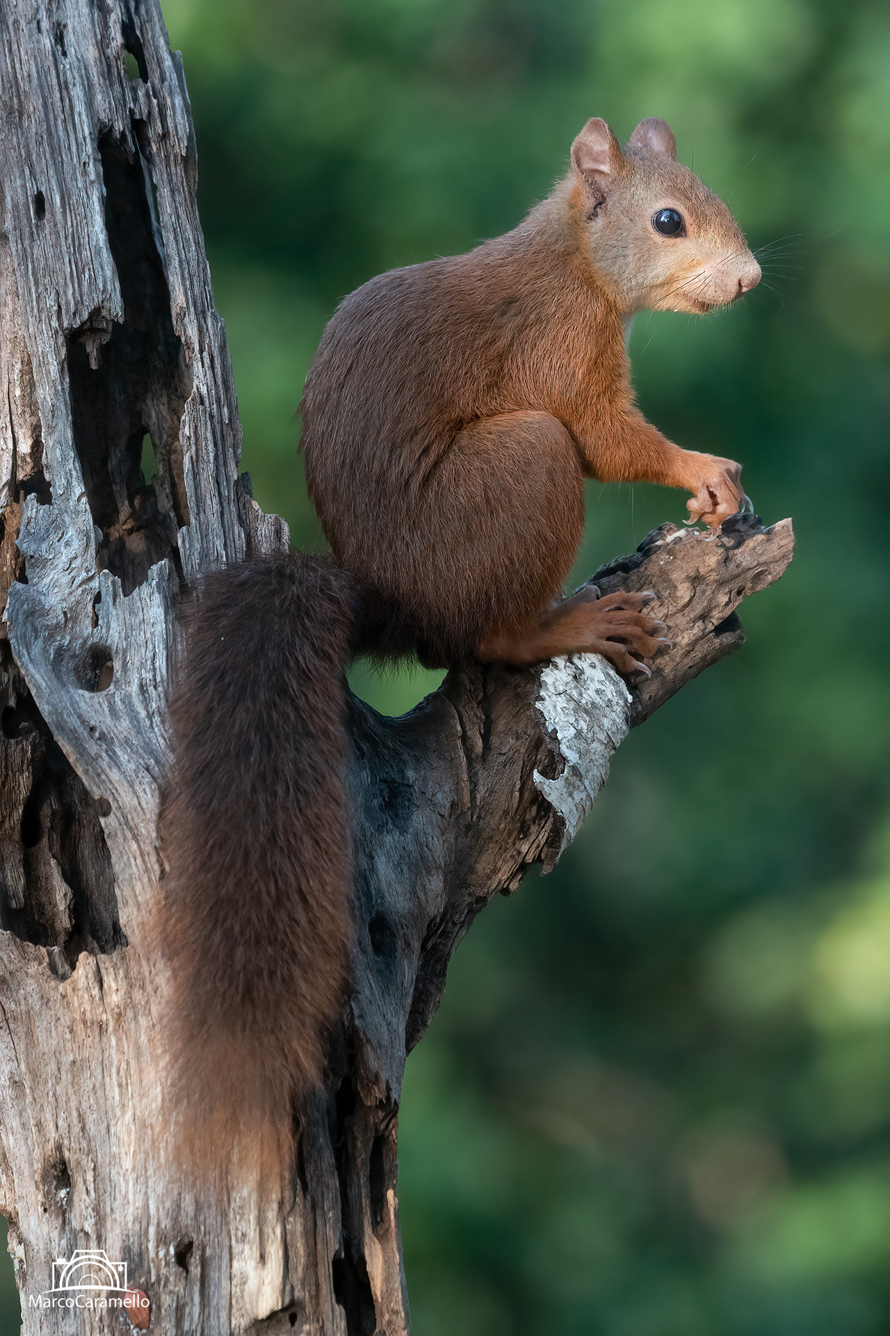 red squirrel...
