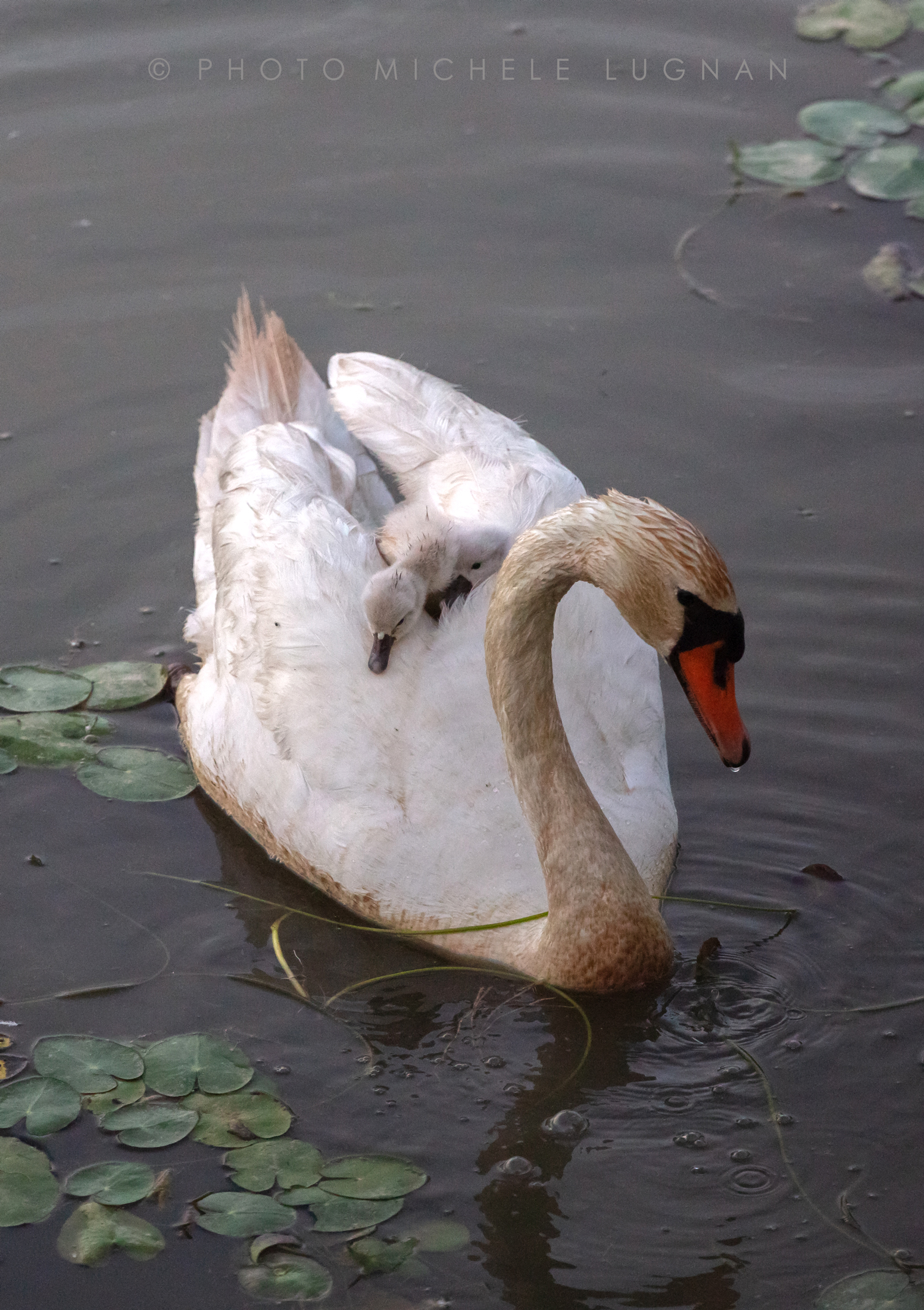 Cygnus olor (volg.it. Royal Swan)...