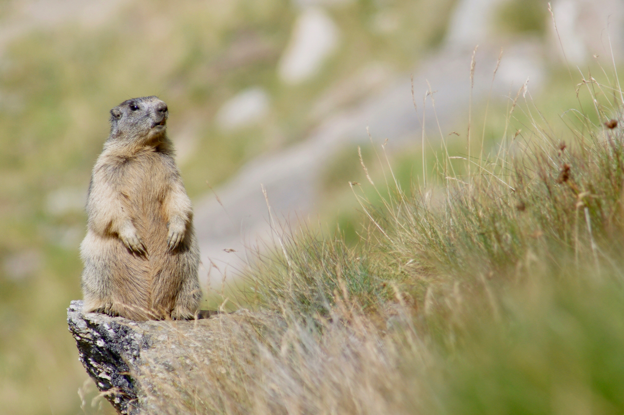 Lookout marmot...