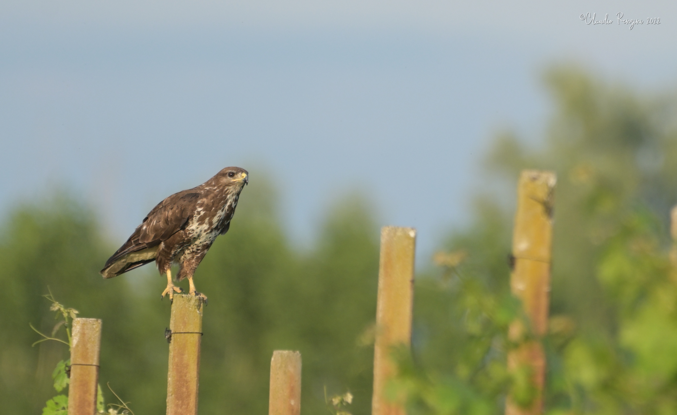 buzzard in the vineyard...