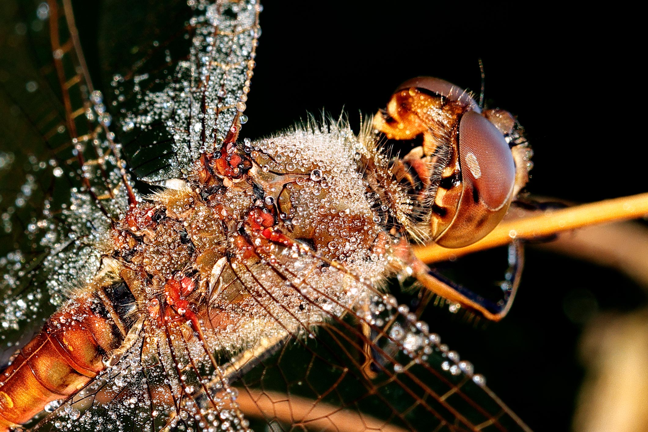 Dragonfly with dew...