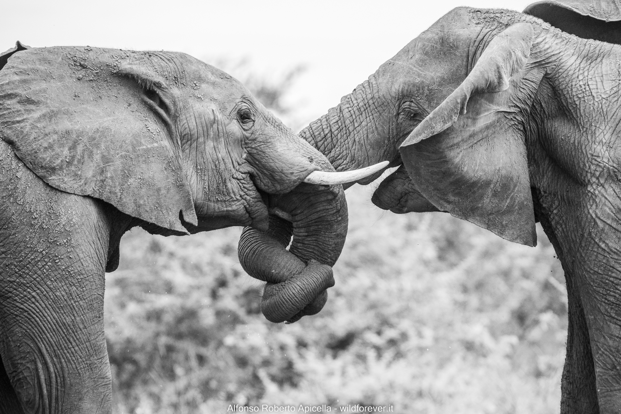 Elefanti - Kruger National Park...