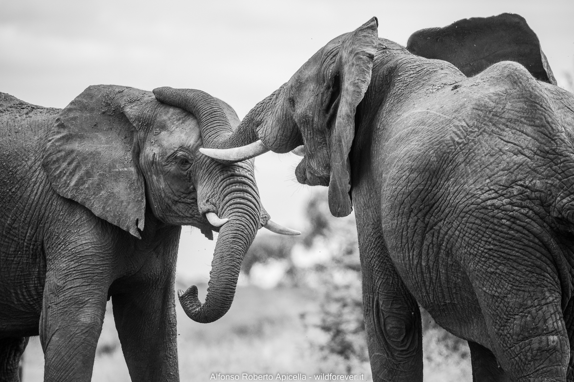 Elefanti - Kruger National Park...