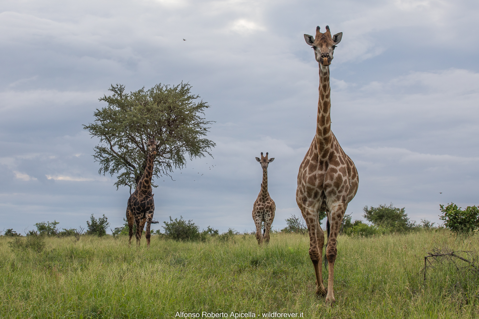 Giraffe - Kruger National Park...