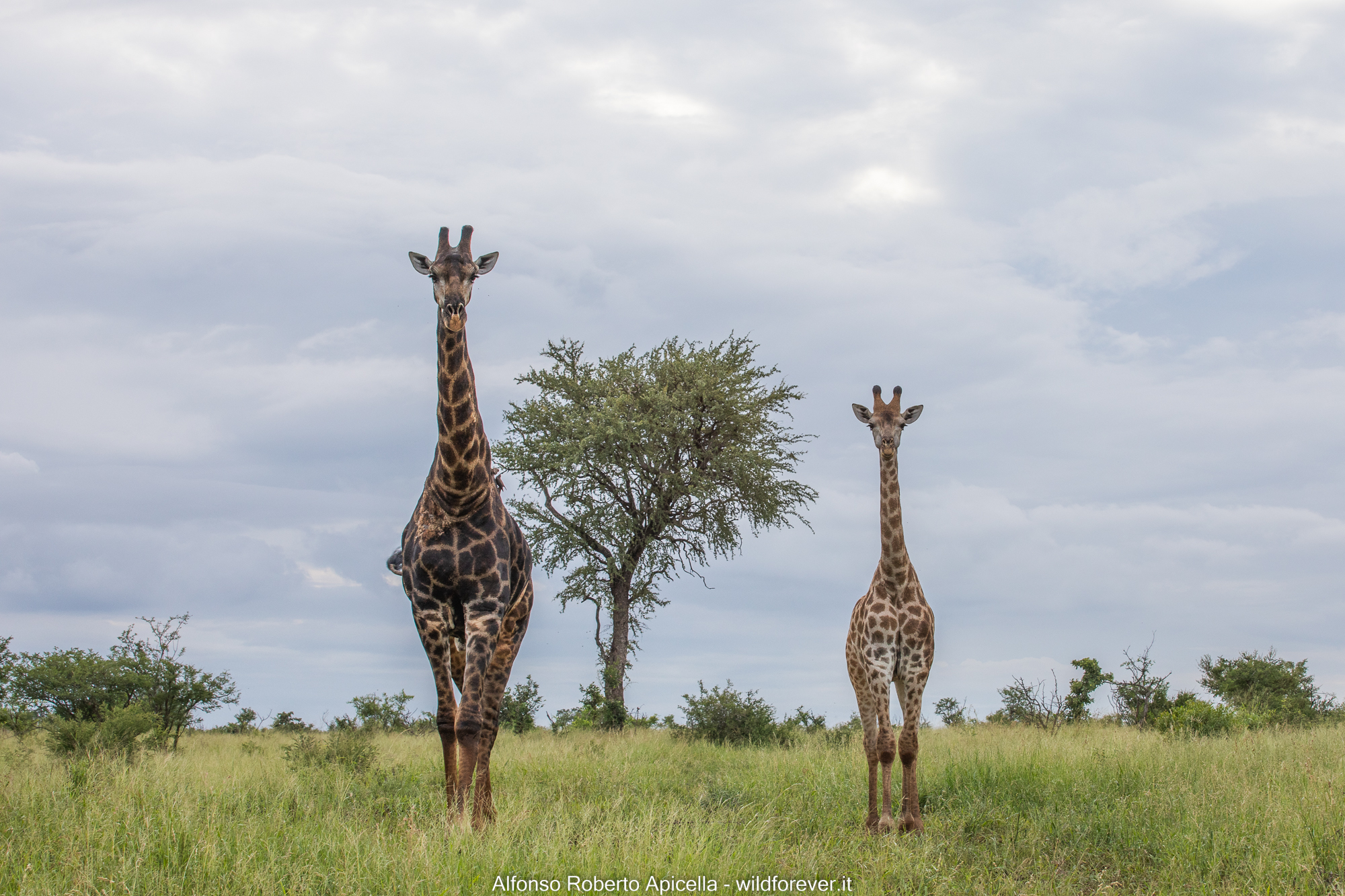 Giraffe - Kruger National Park...