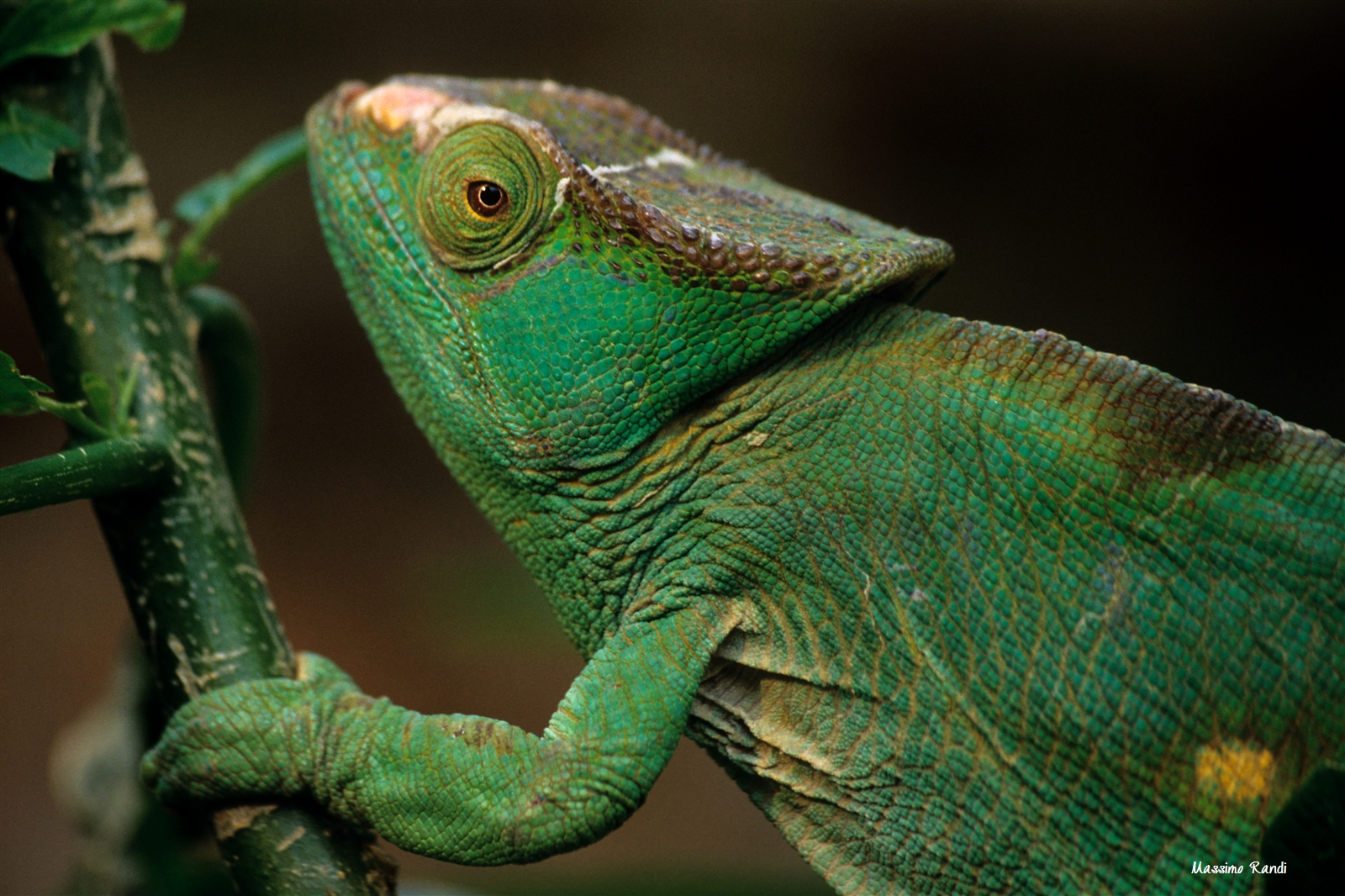 chameleon, Perinet National Park - Madagascar...
