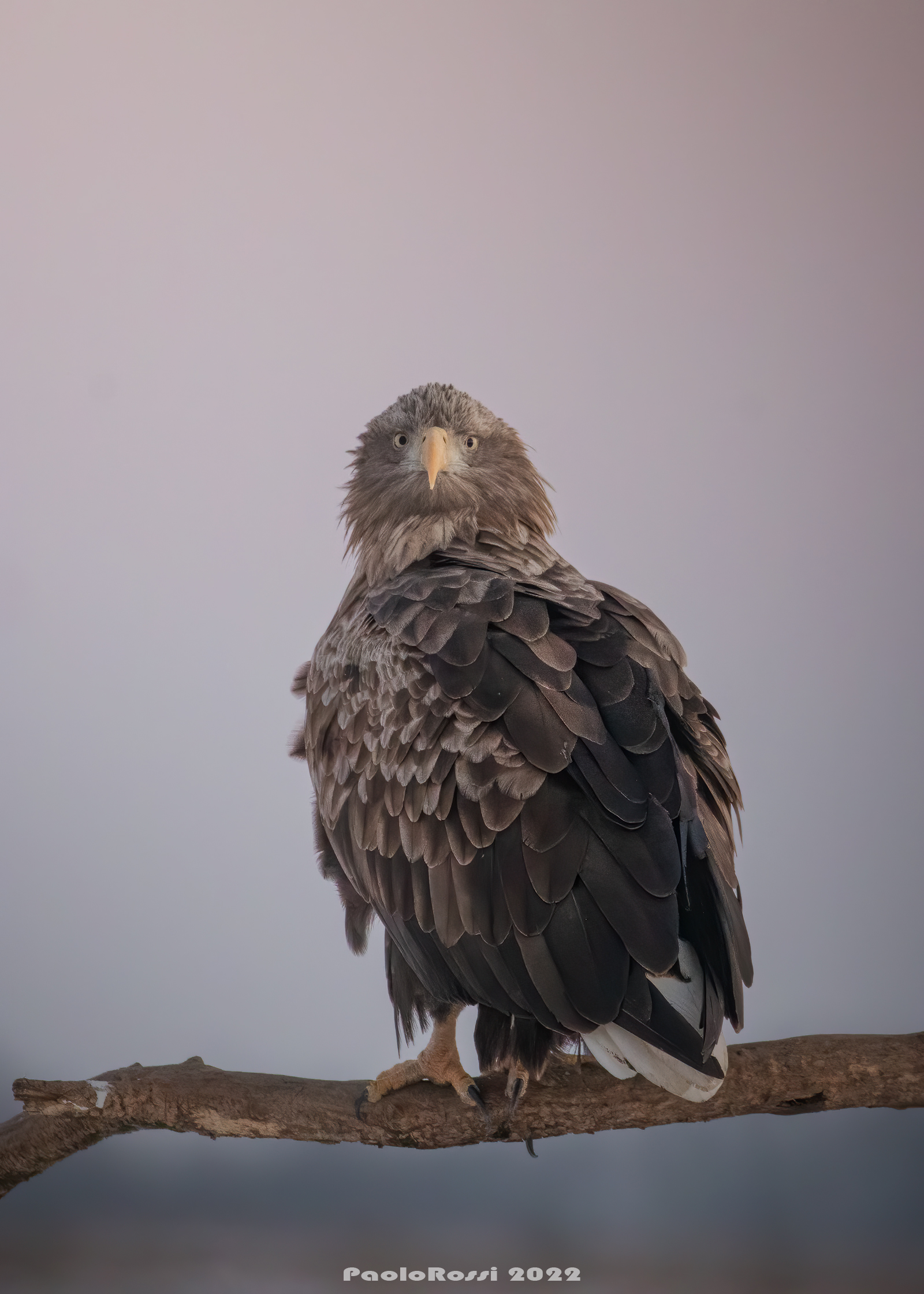 White-tailed eagle at dawn......