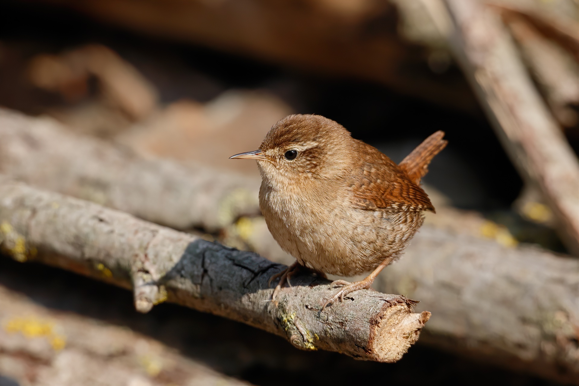 Wren warms up in the early morning sun ...