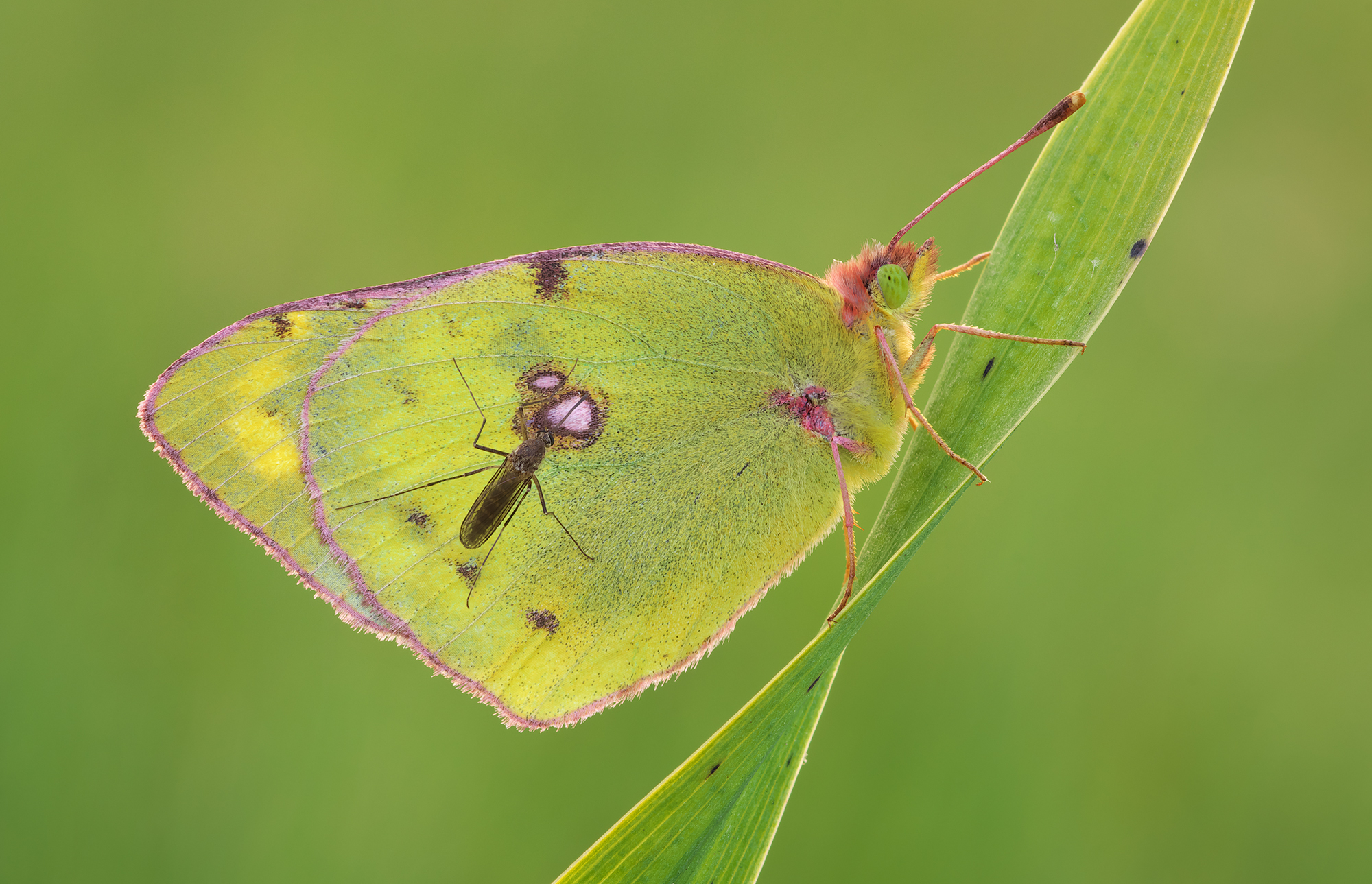 Colias hyale, the pale clouded yellow....