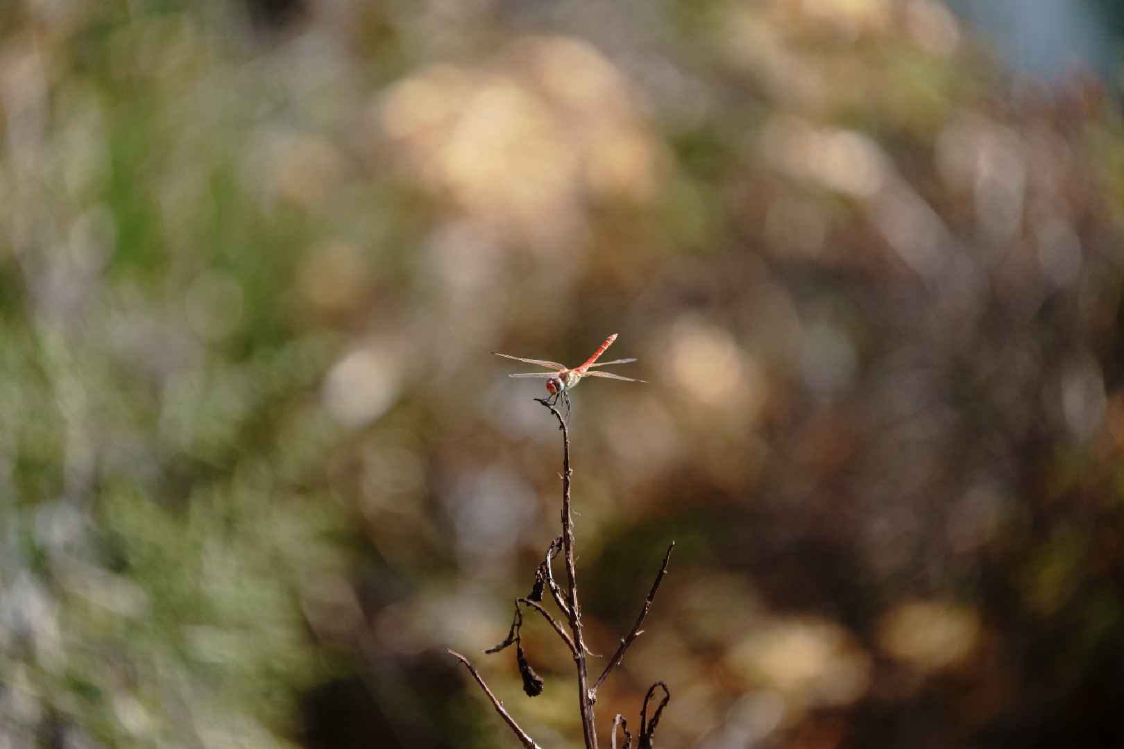 mini dragonfly...