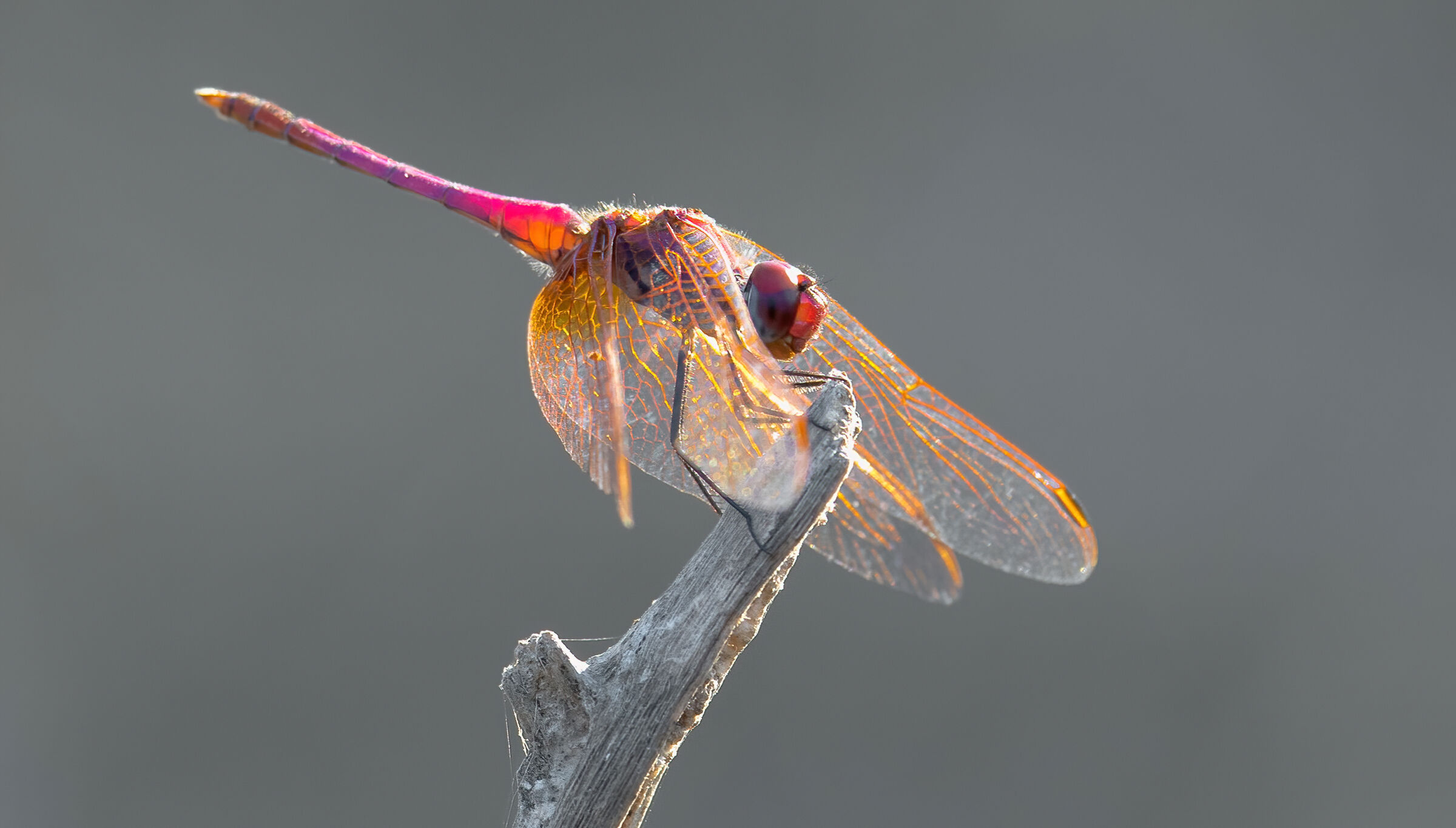 Dragonfly-backlight...