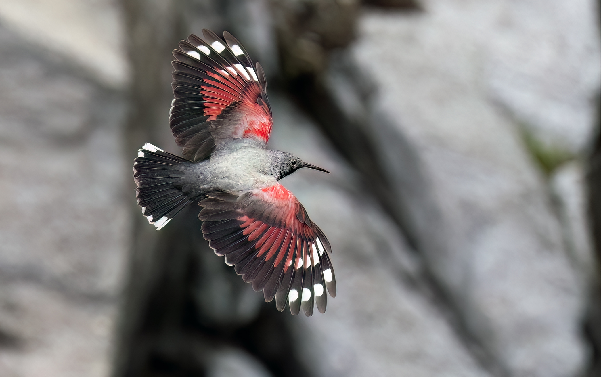 Male woodpecker in flight...