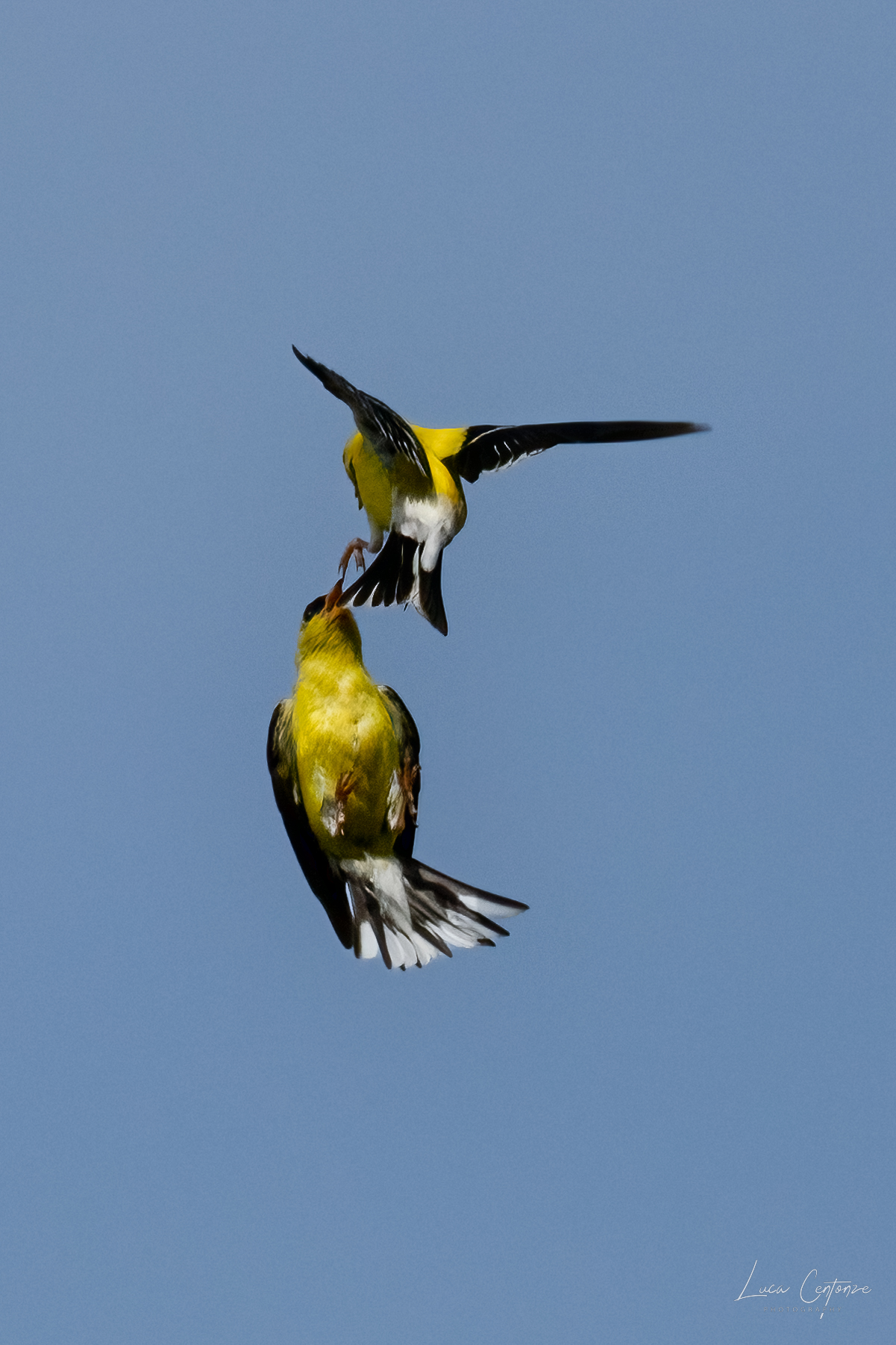 The Gold Finch Dance...