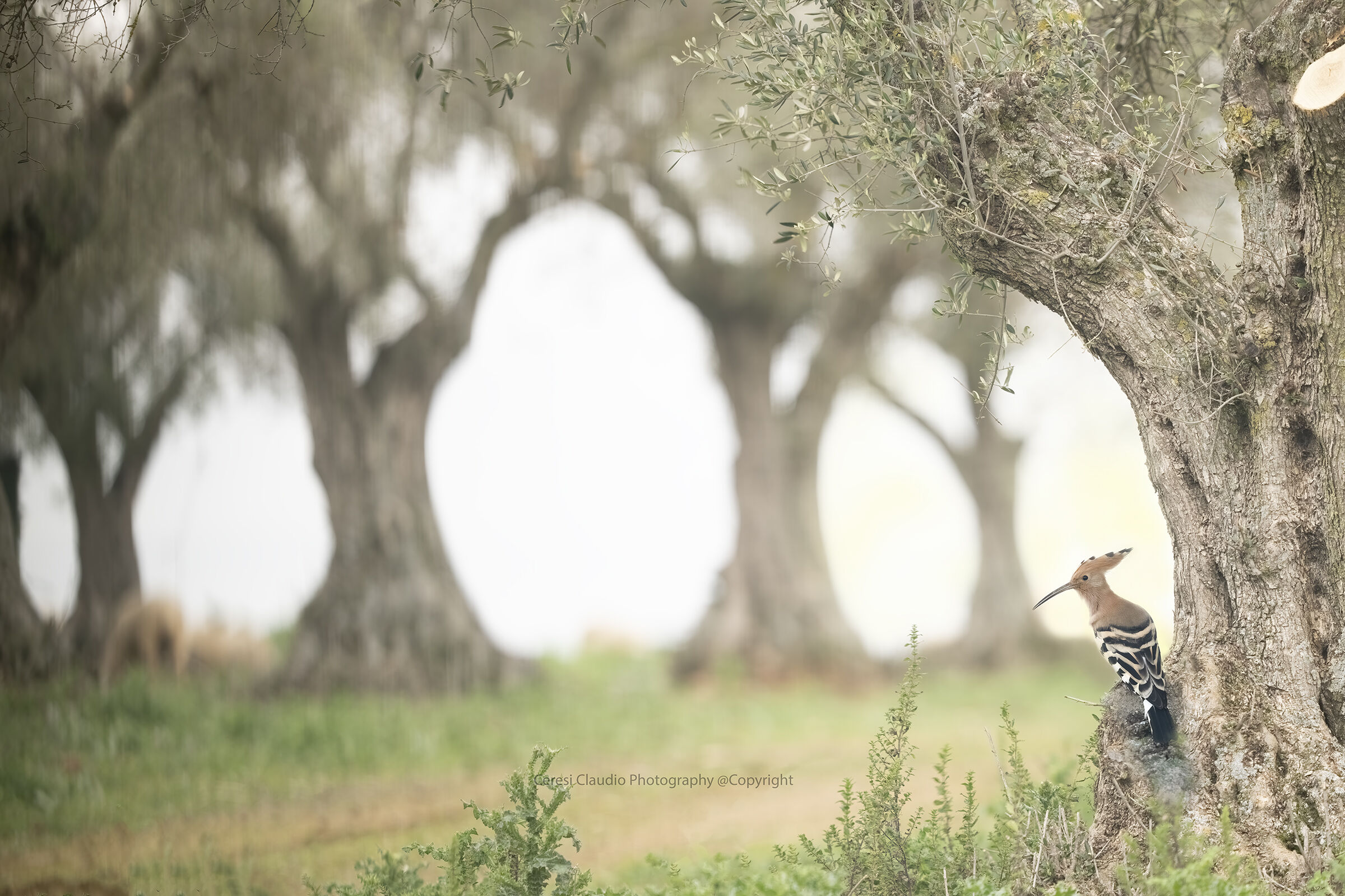 hoopoe in olive trees...