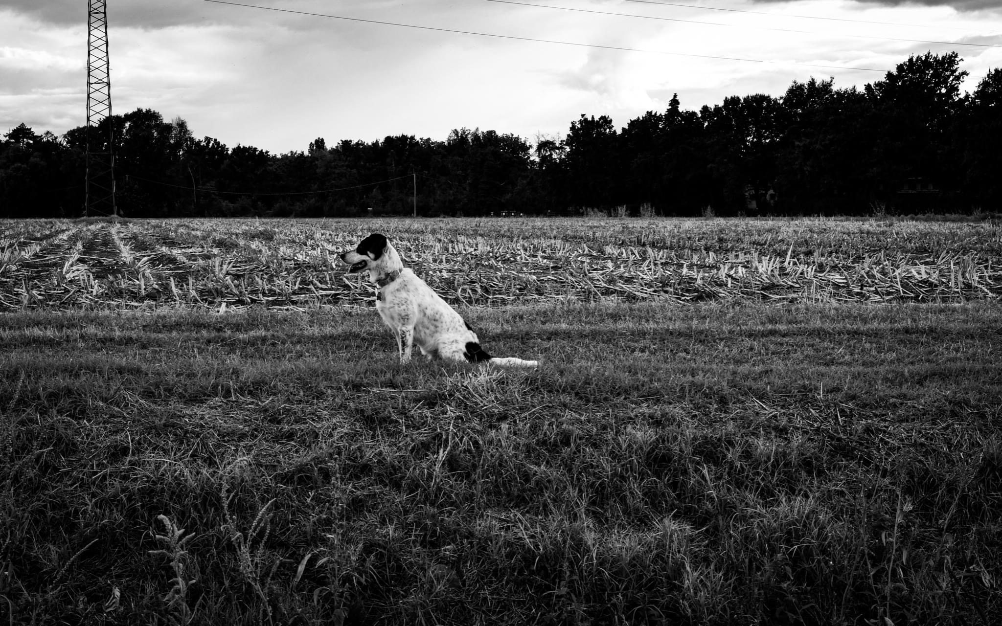 Dog in the countryside...
