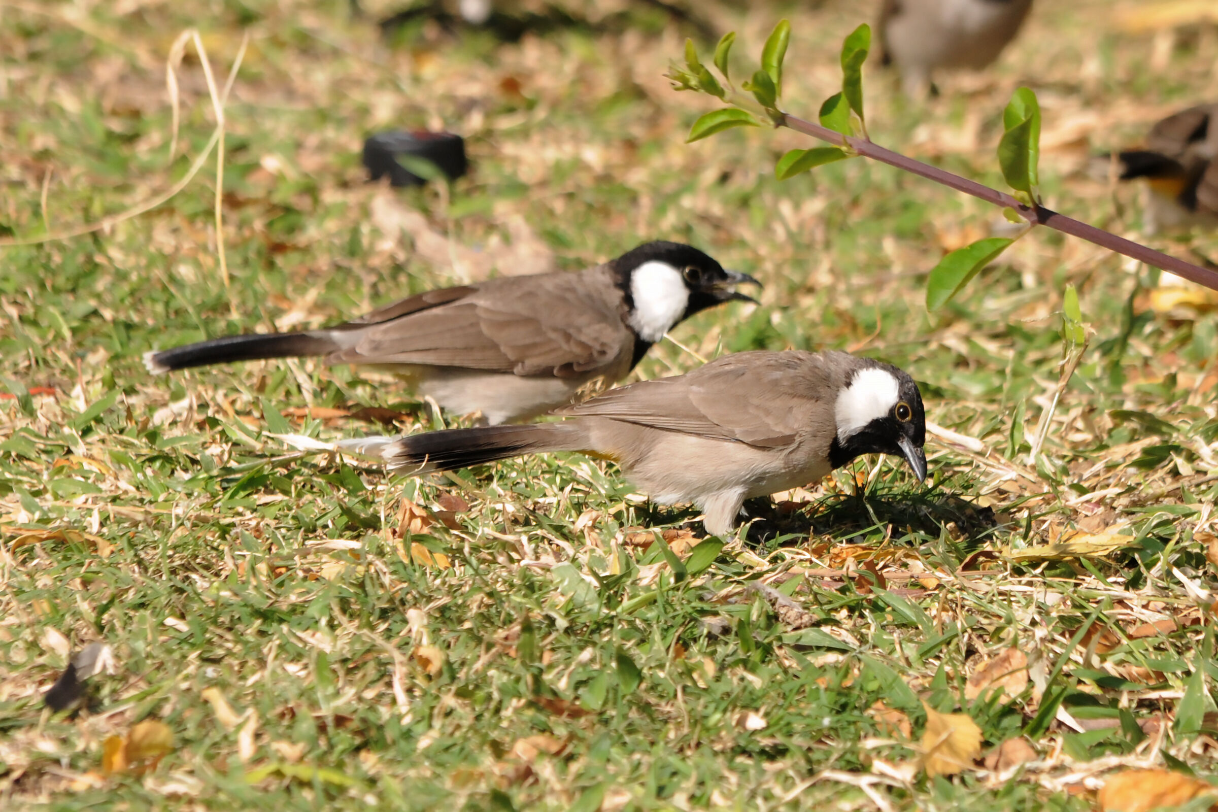 White-cheeked bulbul without crest - Dubai...