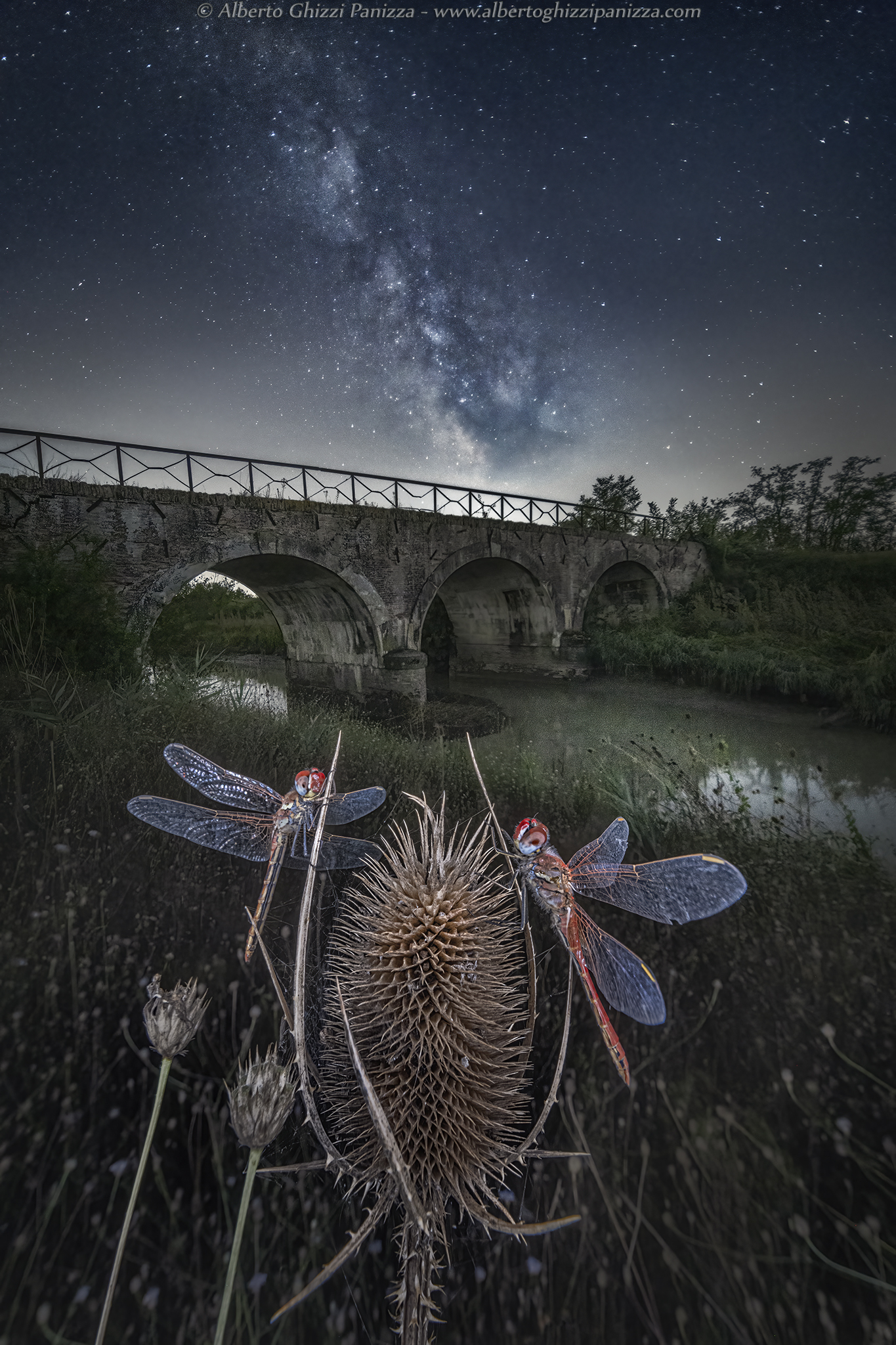 Dragonflies rest at night...