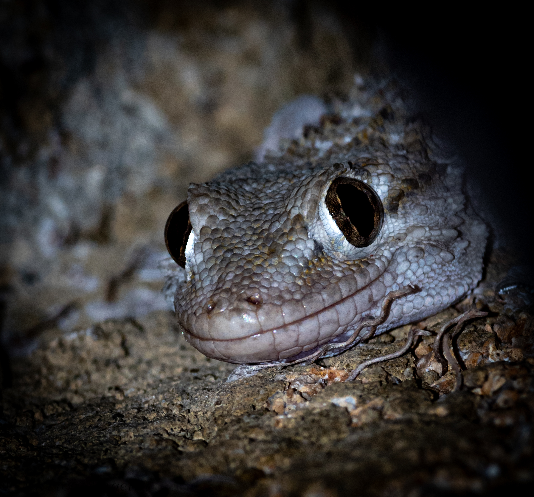 the smile of the gecko (very cropped)...