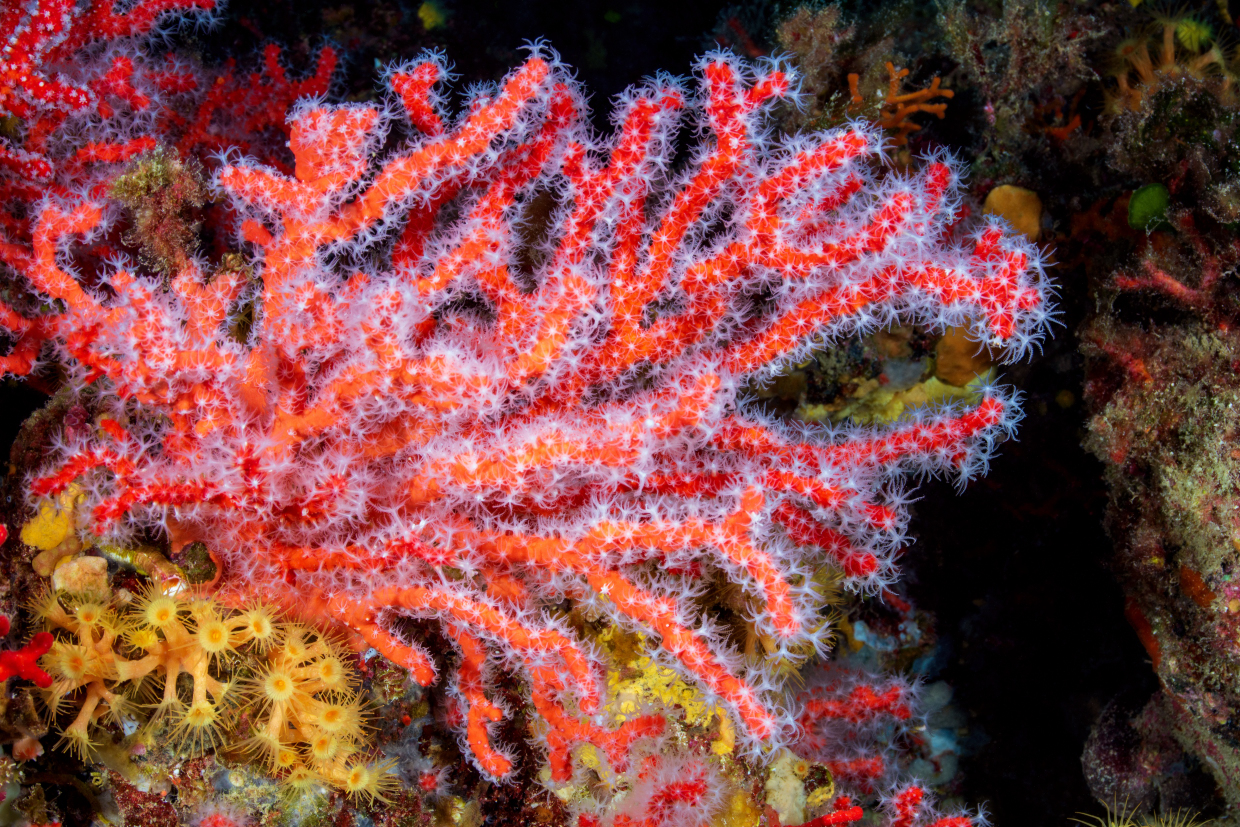 Coral Portofino...