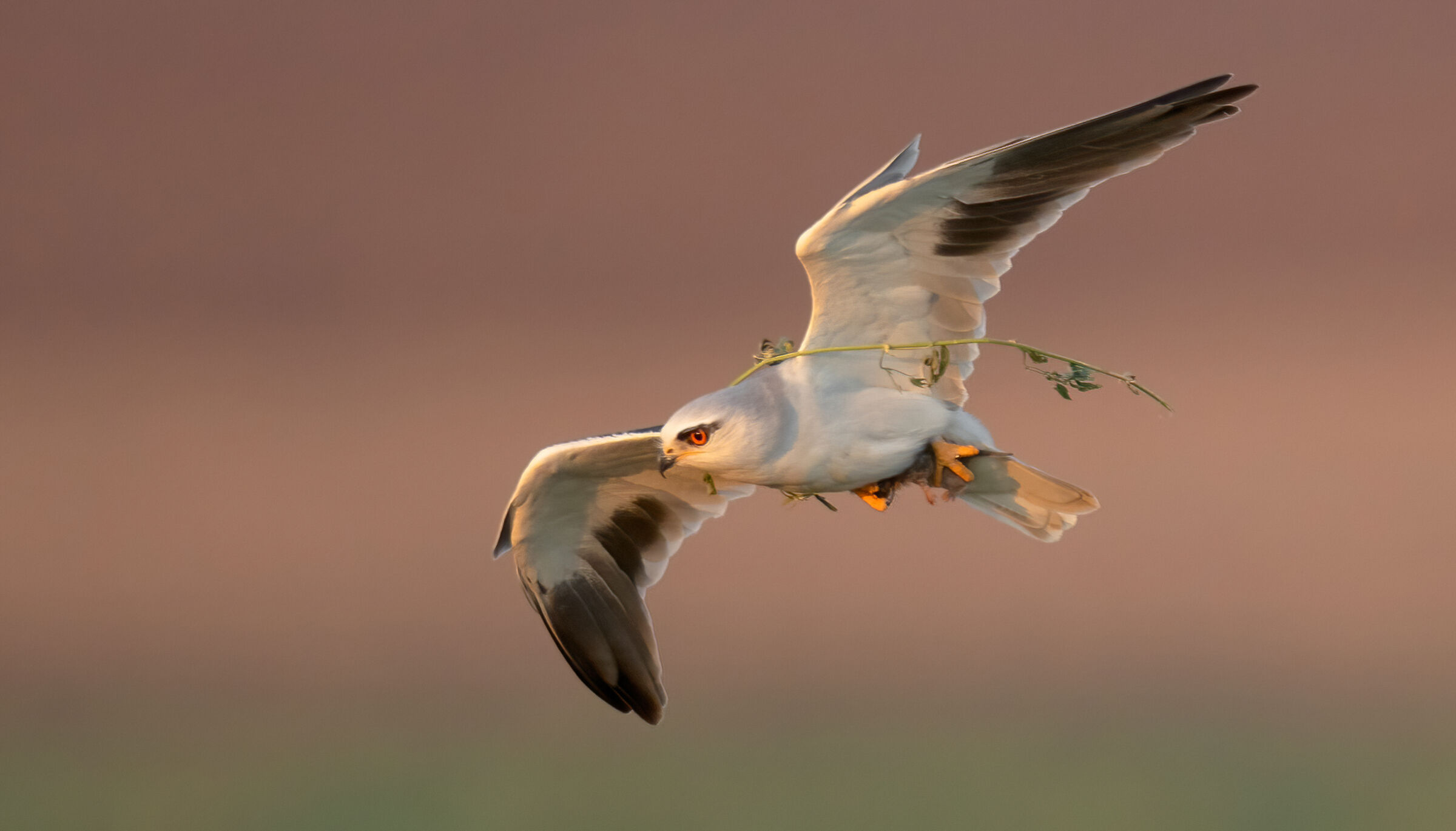 black shouldered kite-with a vole...