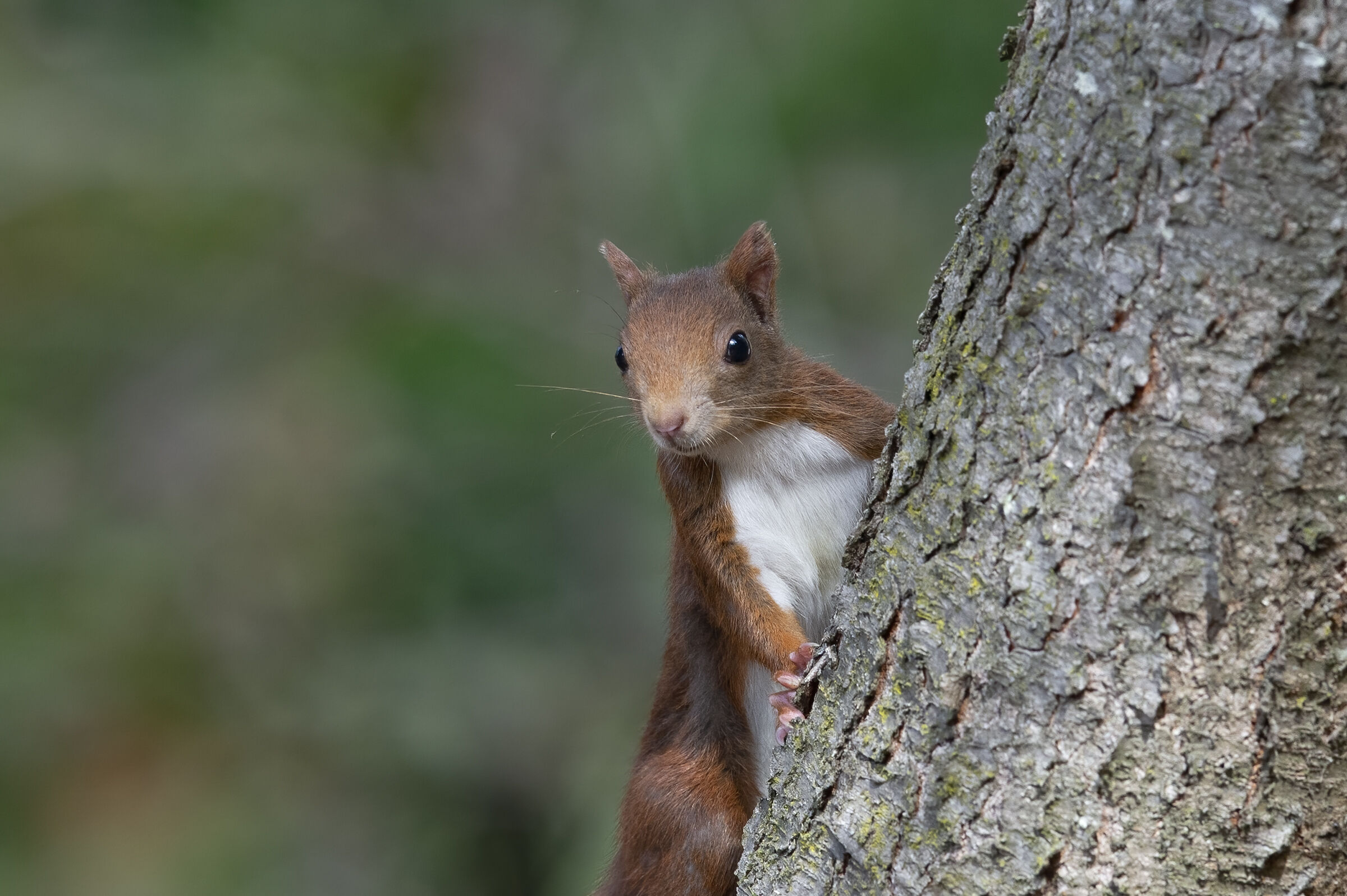 Common squirrel (Sciurus vulgaris)...