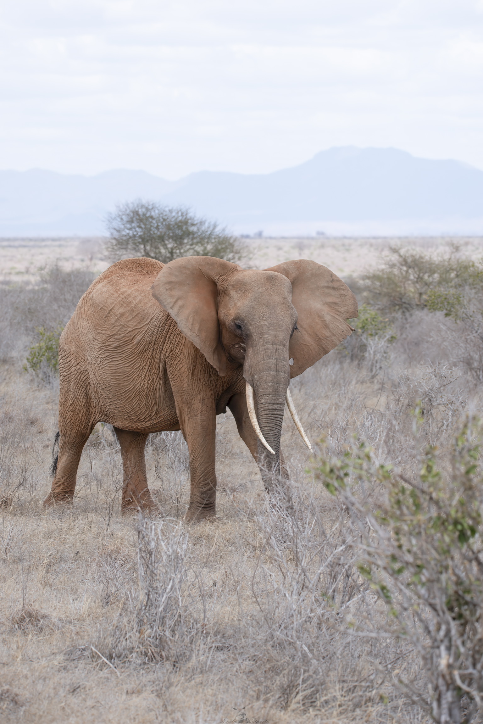 Elefante africano...