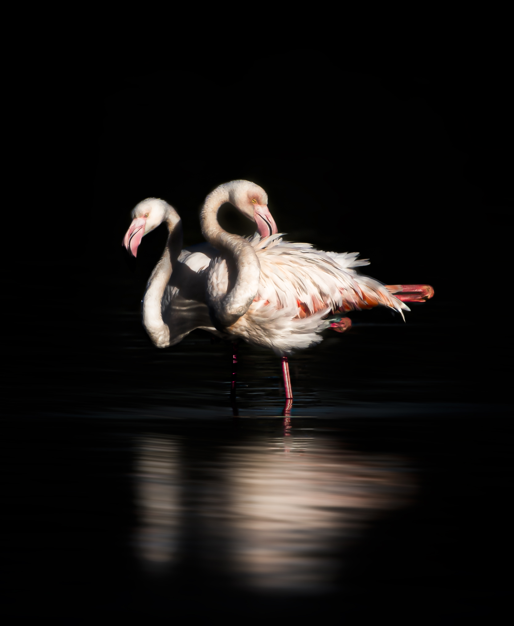 Flamingoes ...