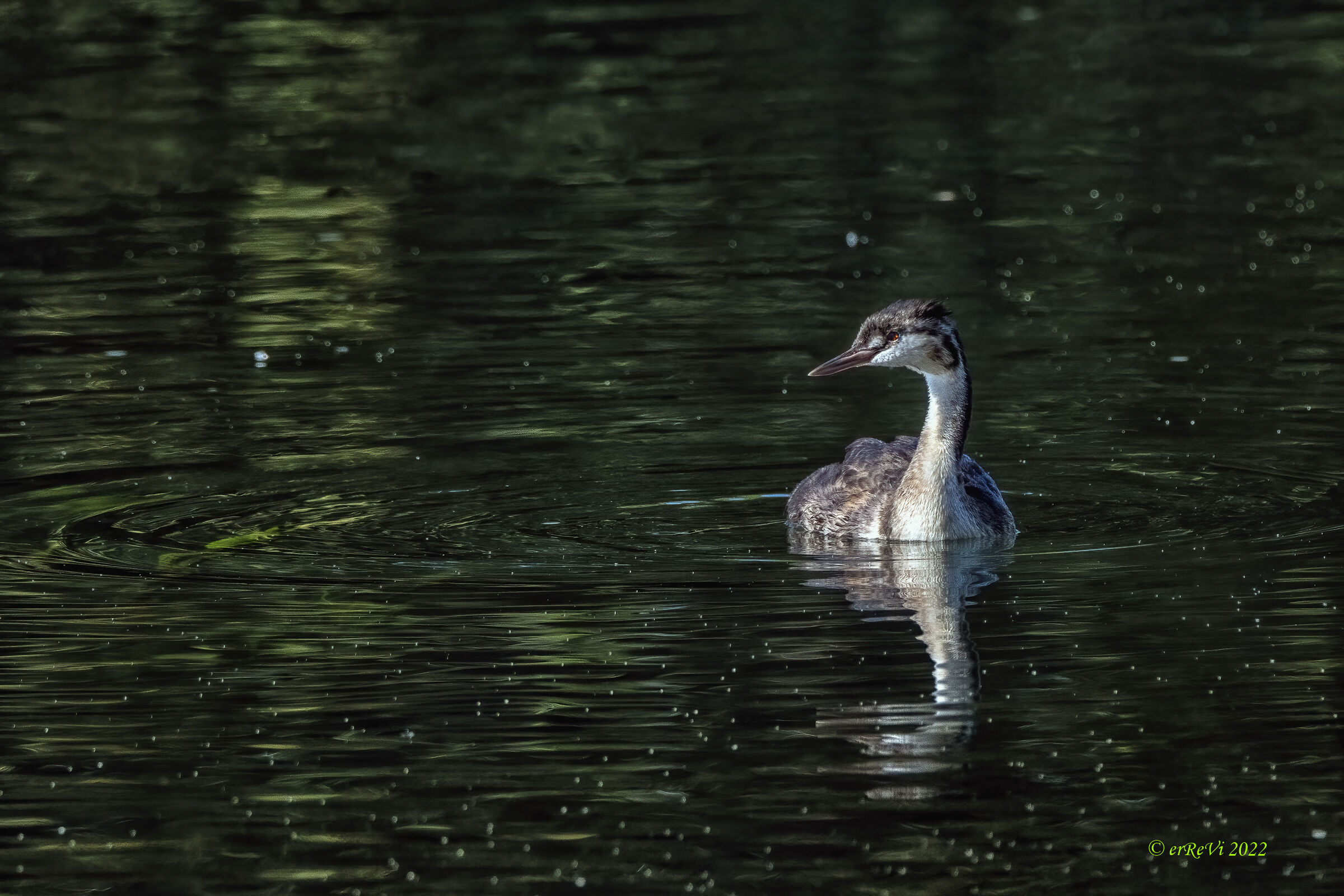 Young grebe?...