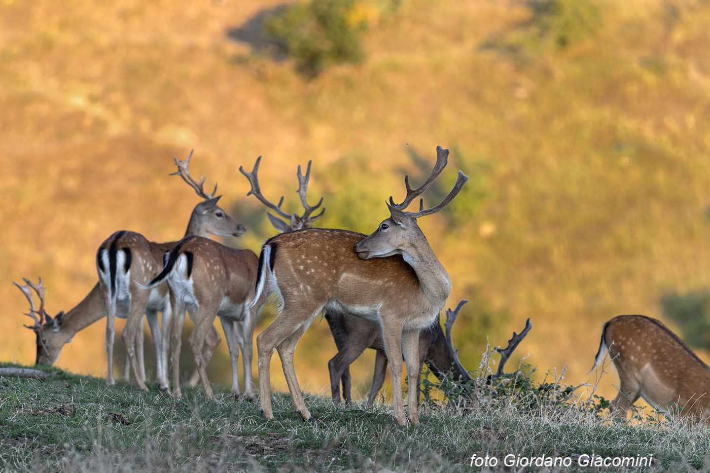 Fallow deer in the early morning a few days ago......