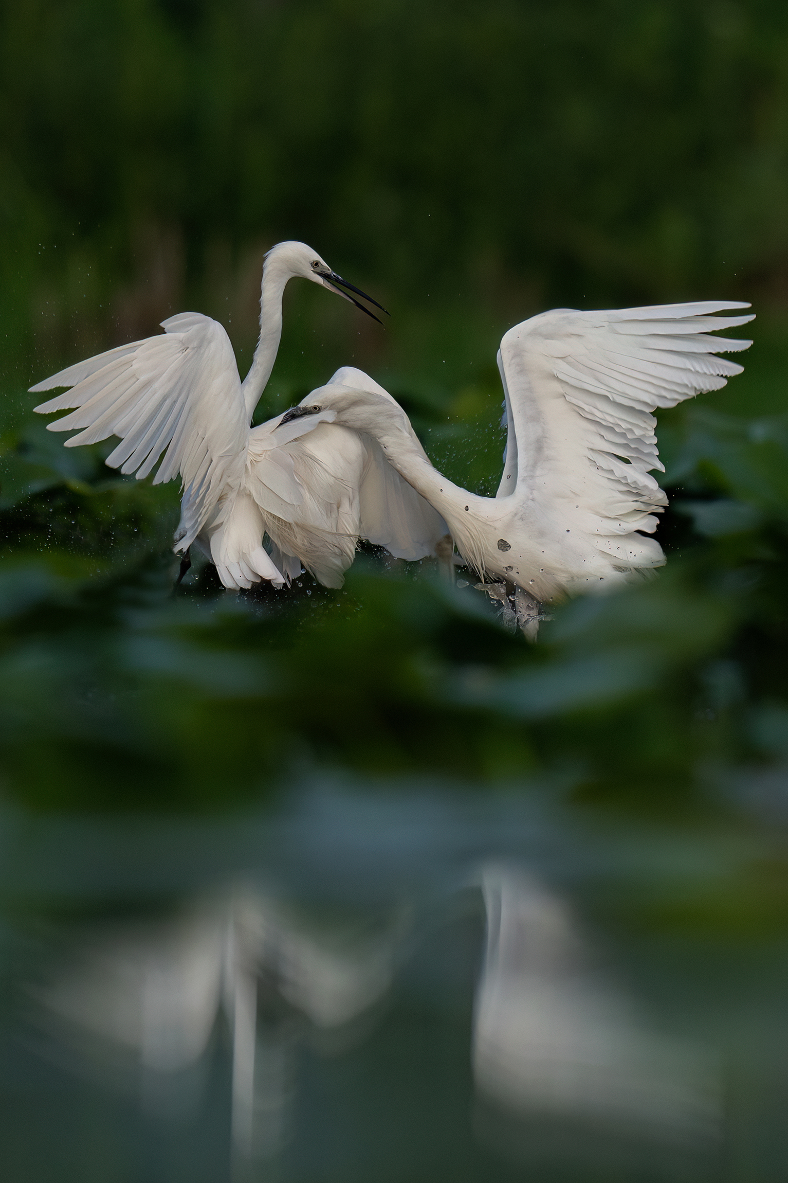 Fight between egrets...