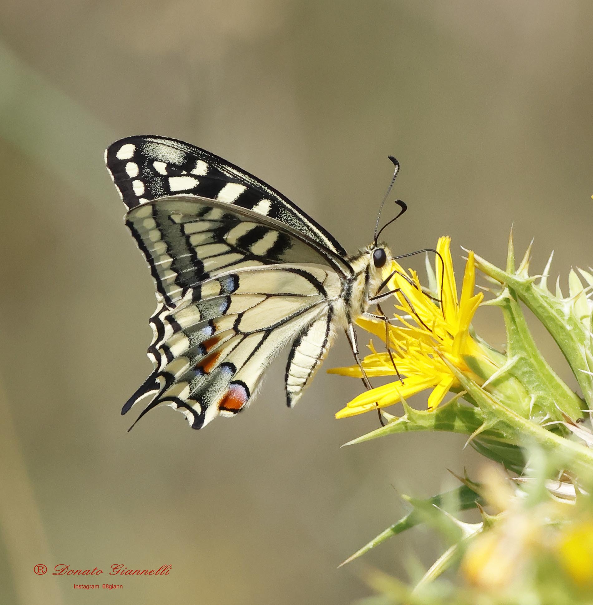 Swallowtail...