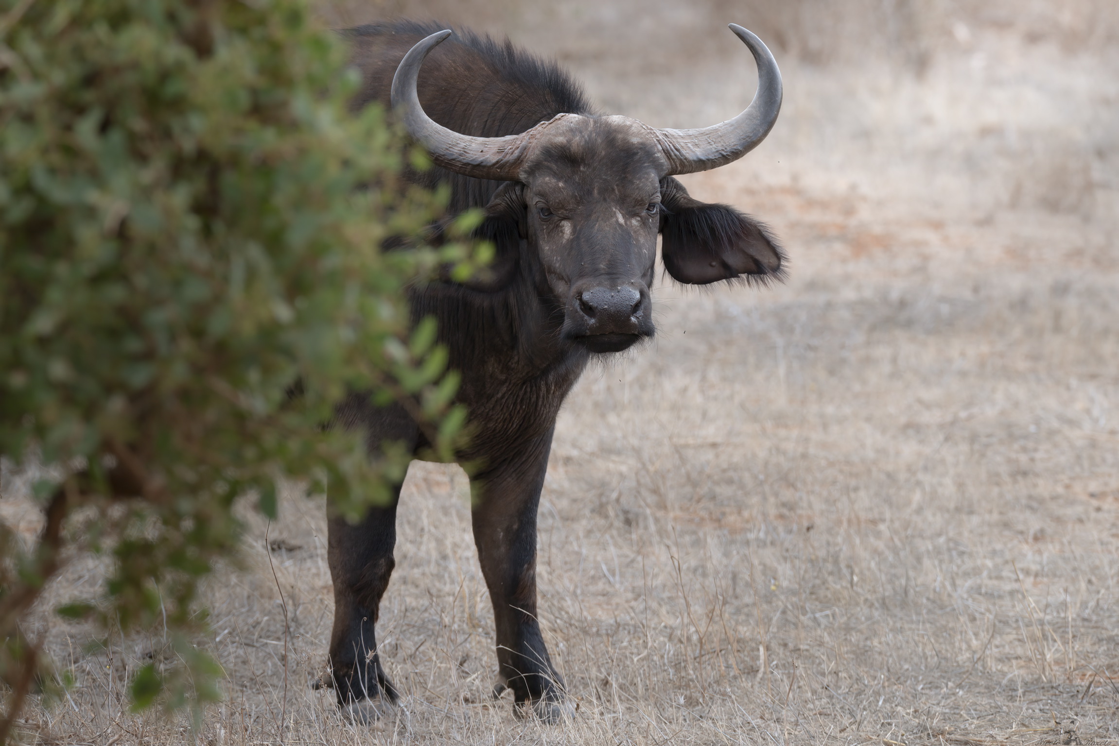 African buffalo ...
