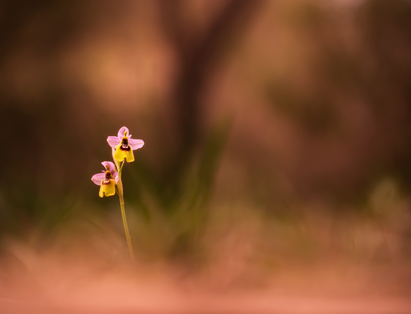 Ophrys tenthredinifera ...