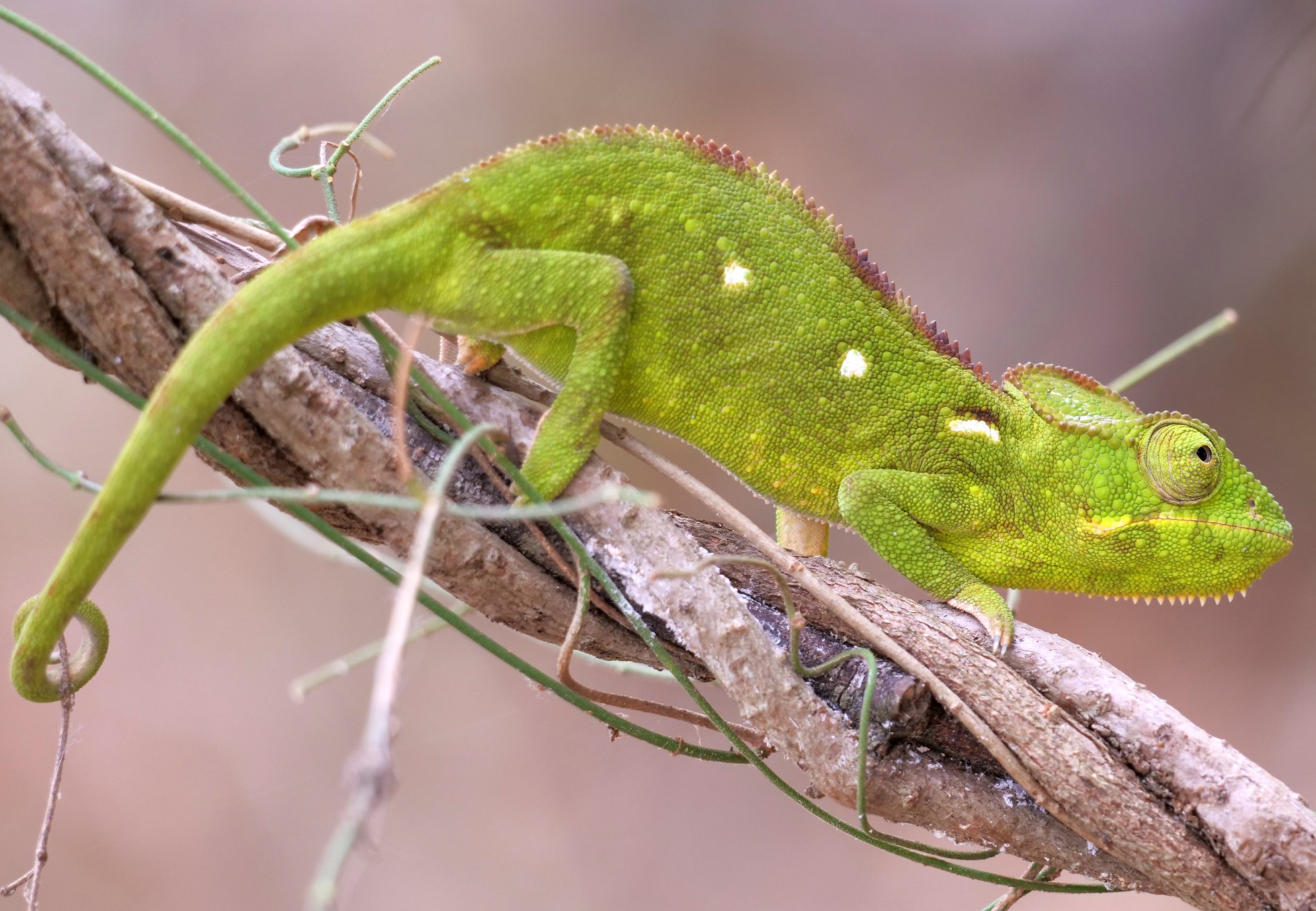 camaleonte verde del Madagascar...