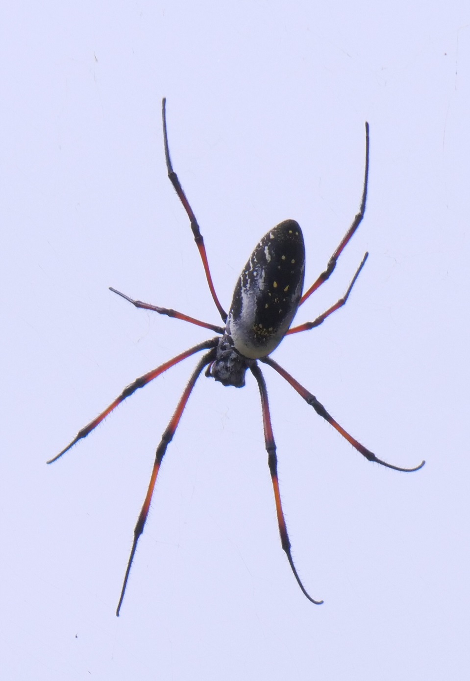 Madagascar spider...