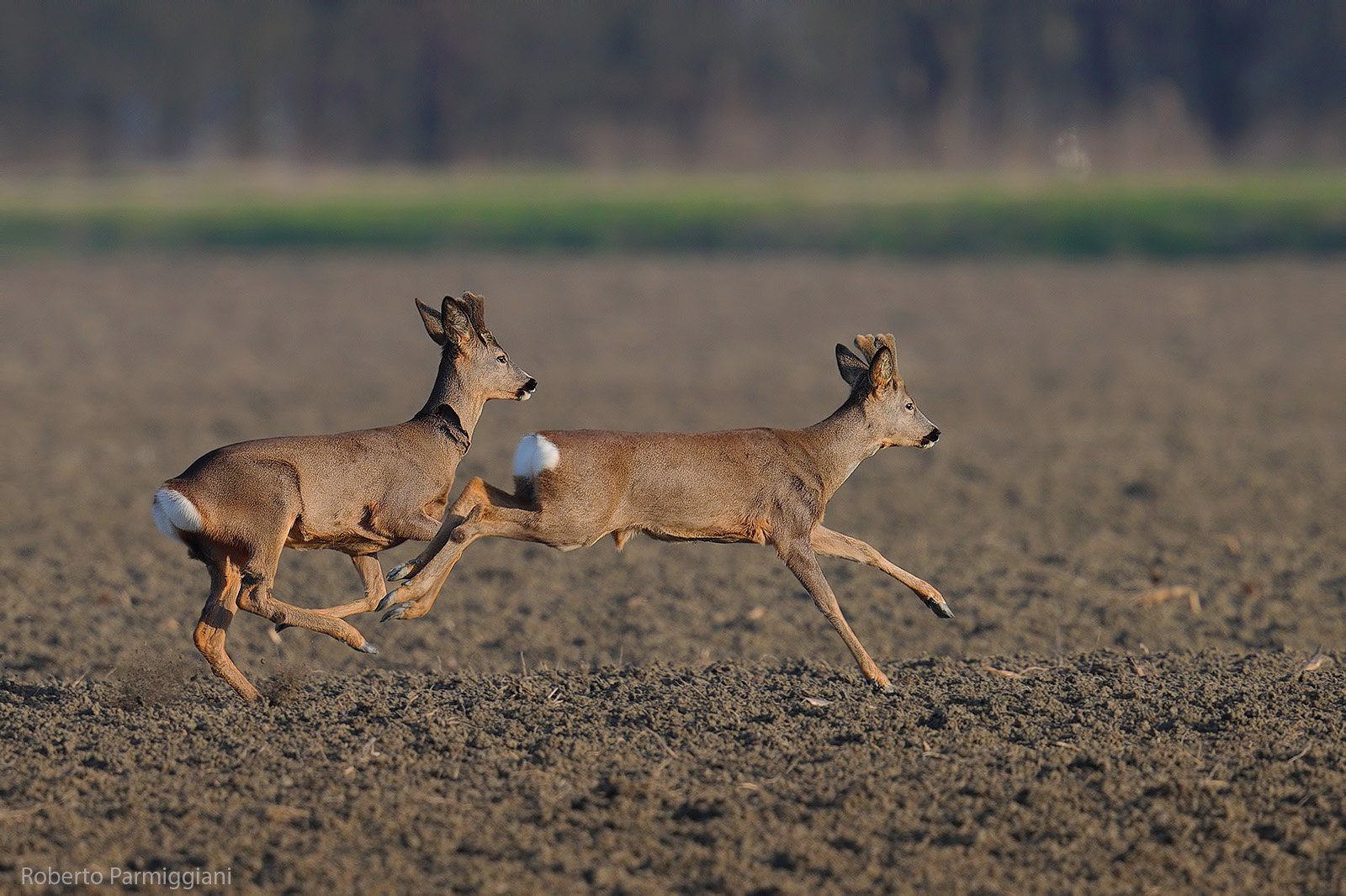 Roe deer in the running...
