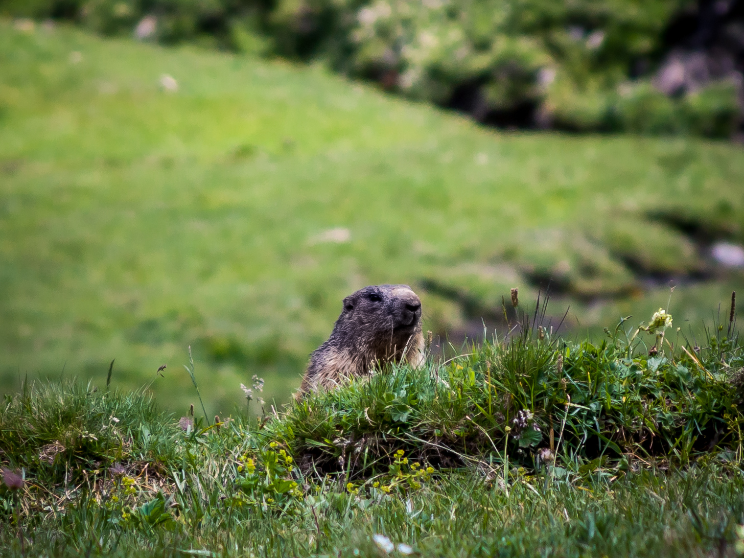 solitary marmot...