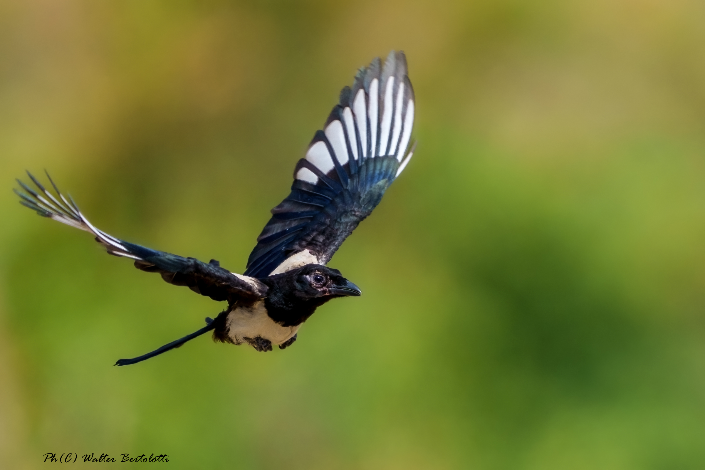 the flight of the magpie...