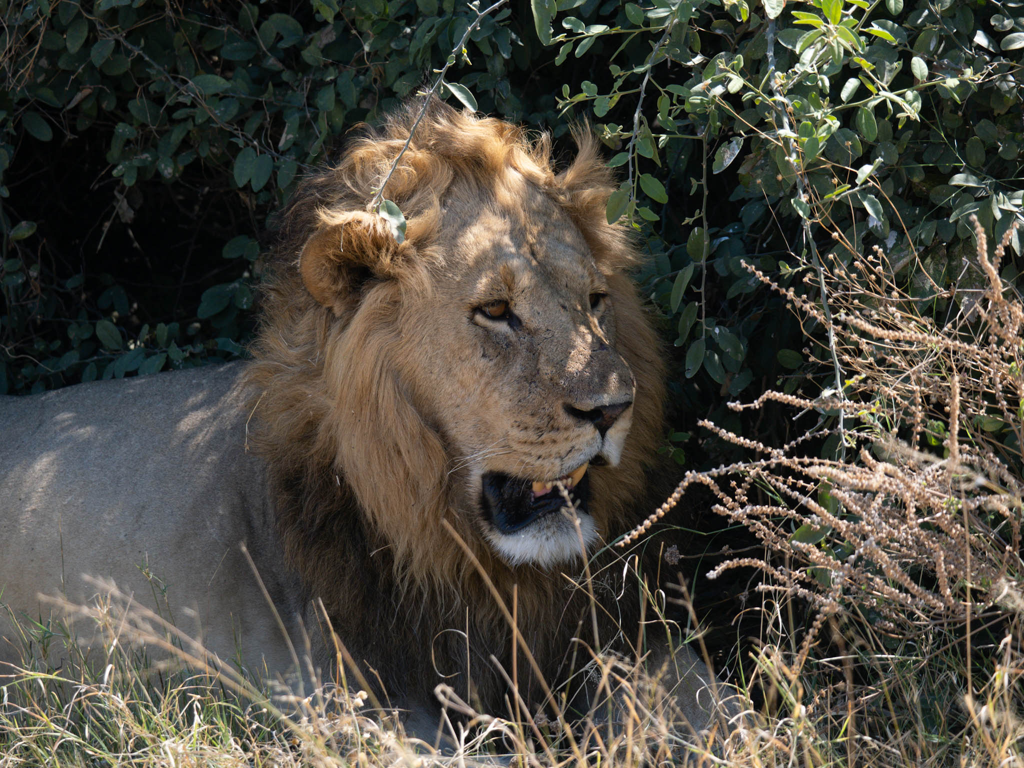 Lion in Chobe...