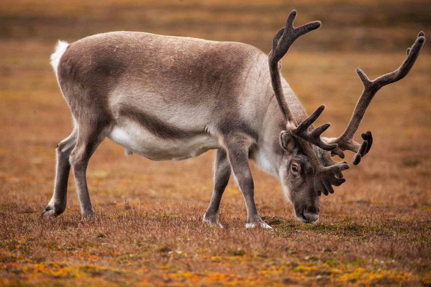 Svalbard reinder...