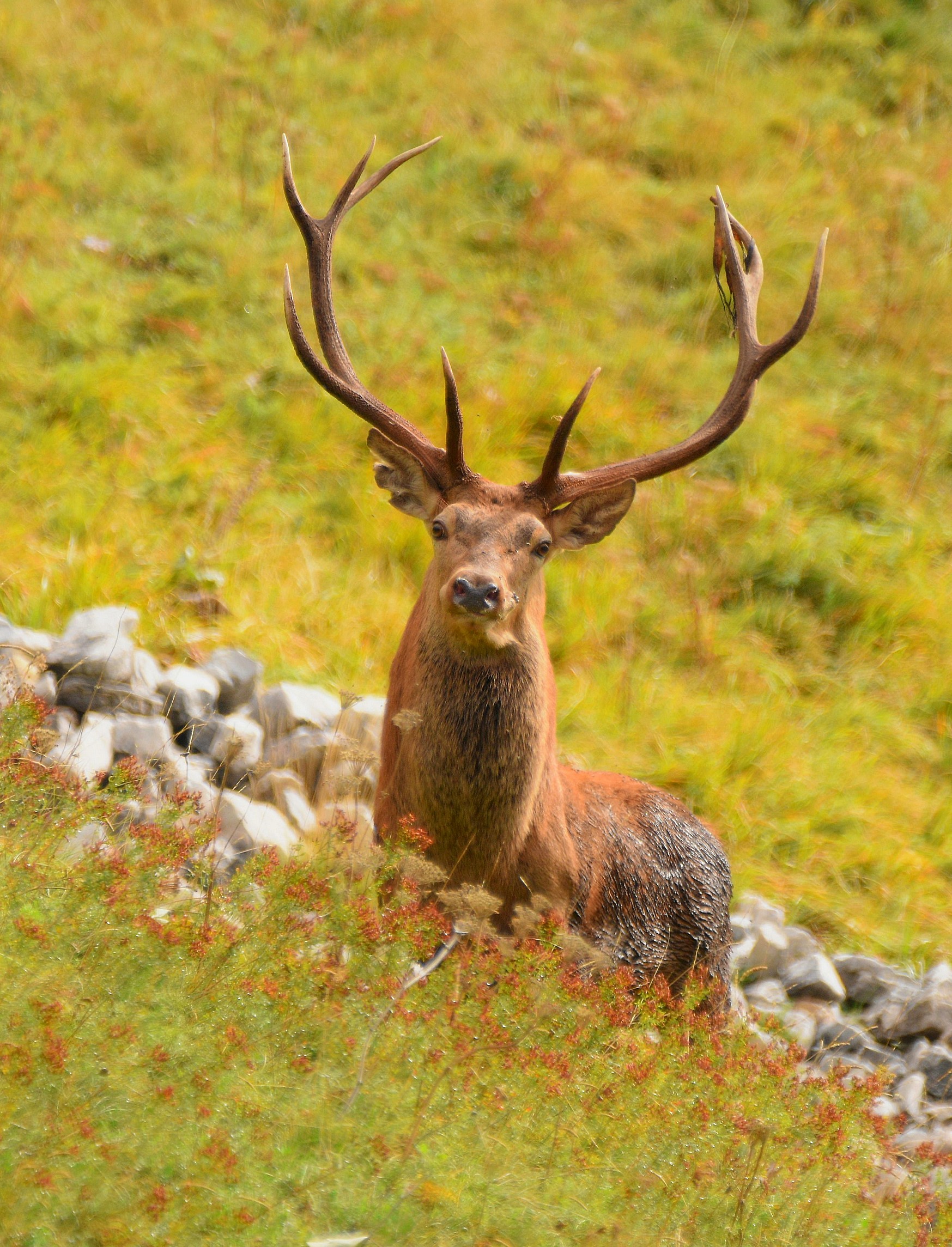 Noble deer (Cervus elaphus)...
