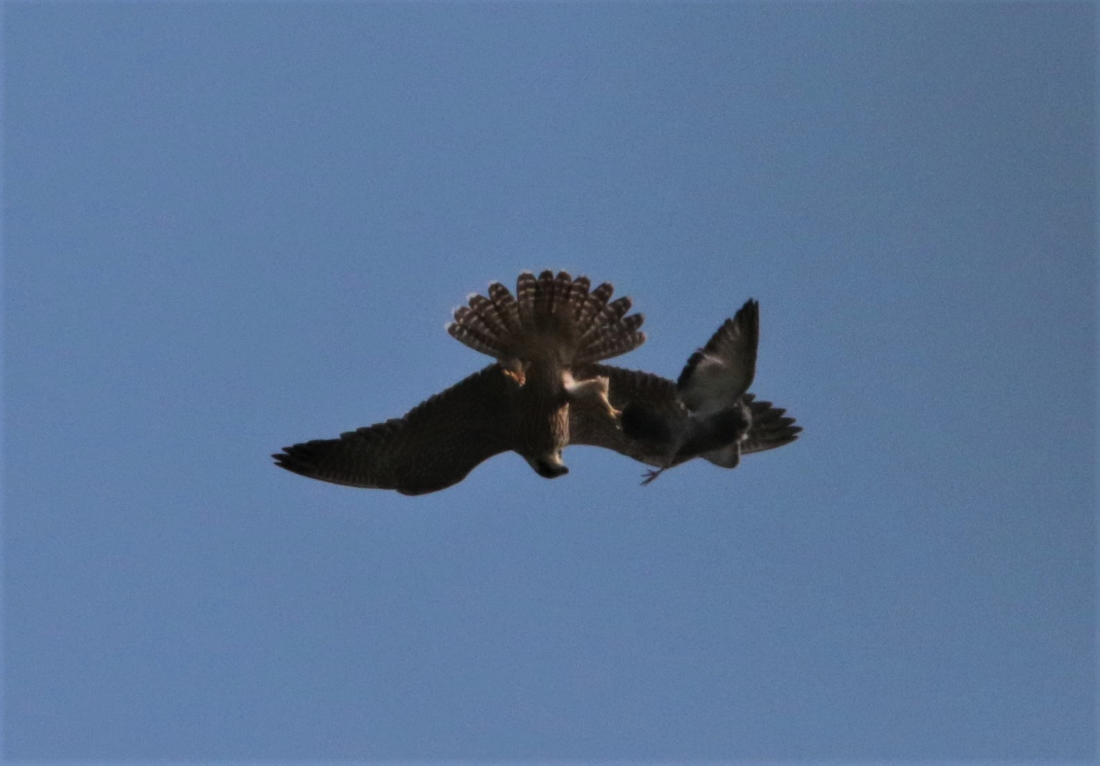 peregrine falcon predation...