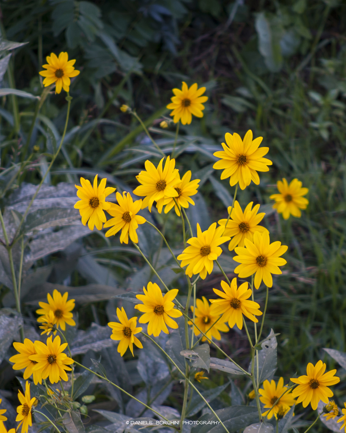 Field daisies...
