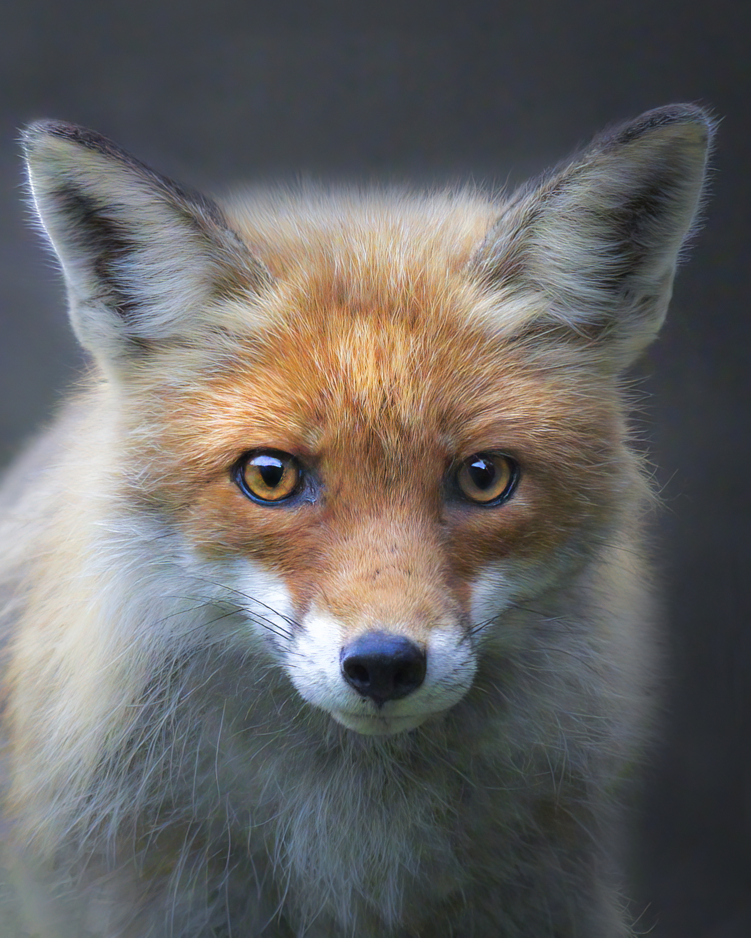 fox portrait...