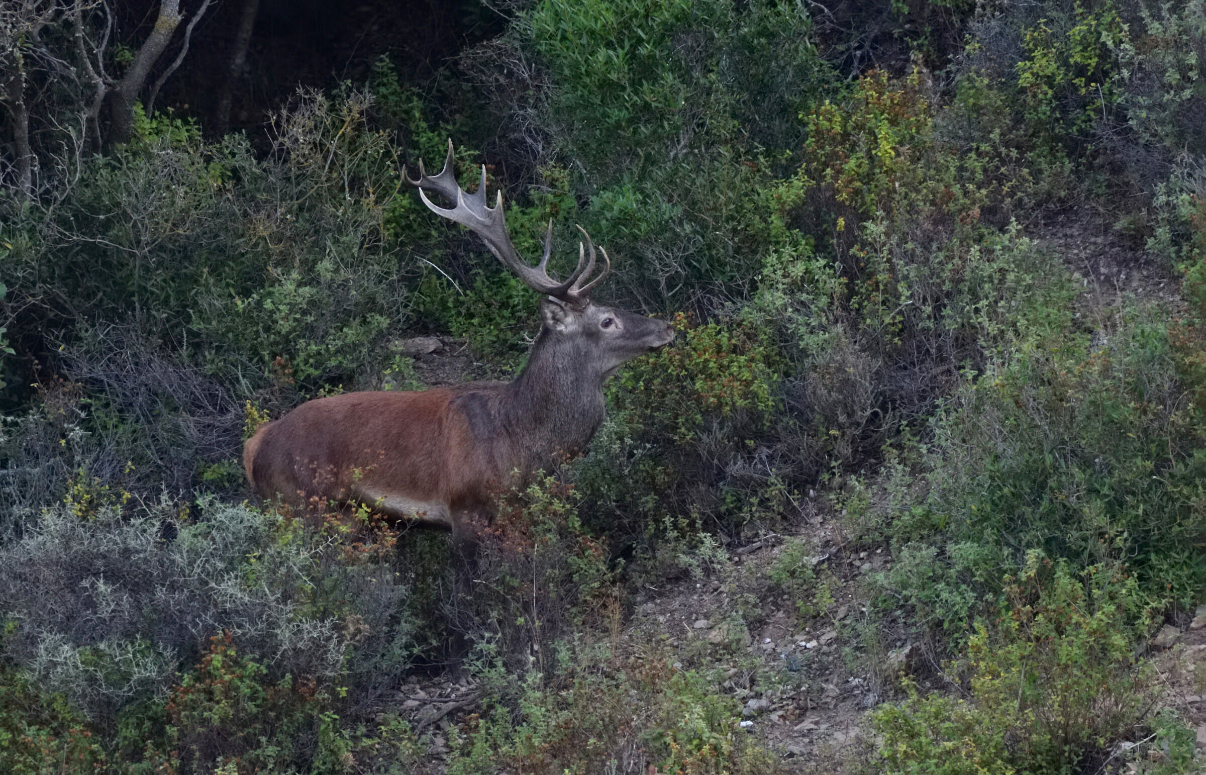 The season of the roars of the Sardinian deer starts...