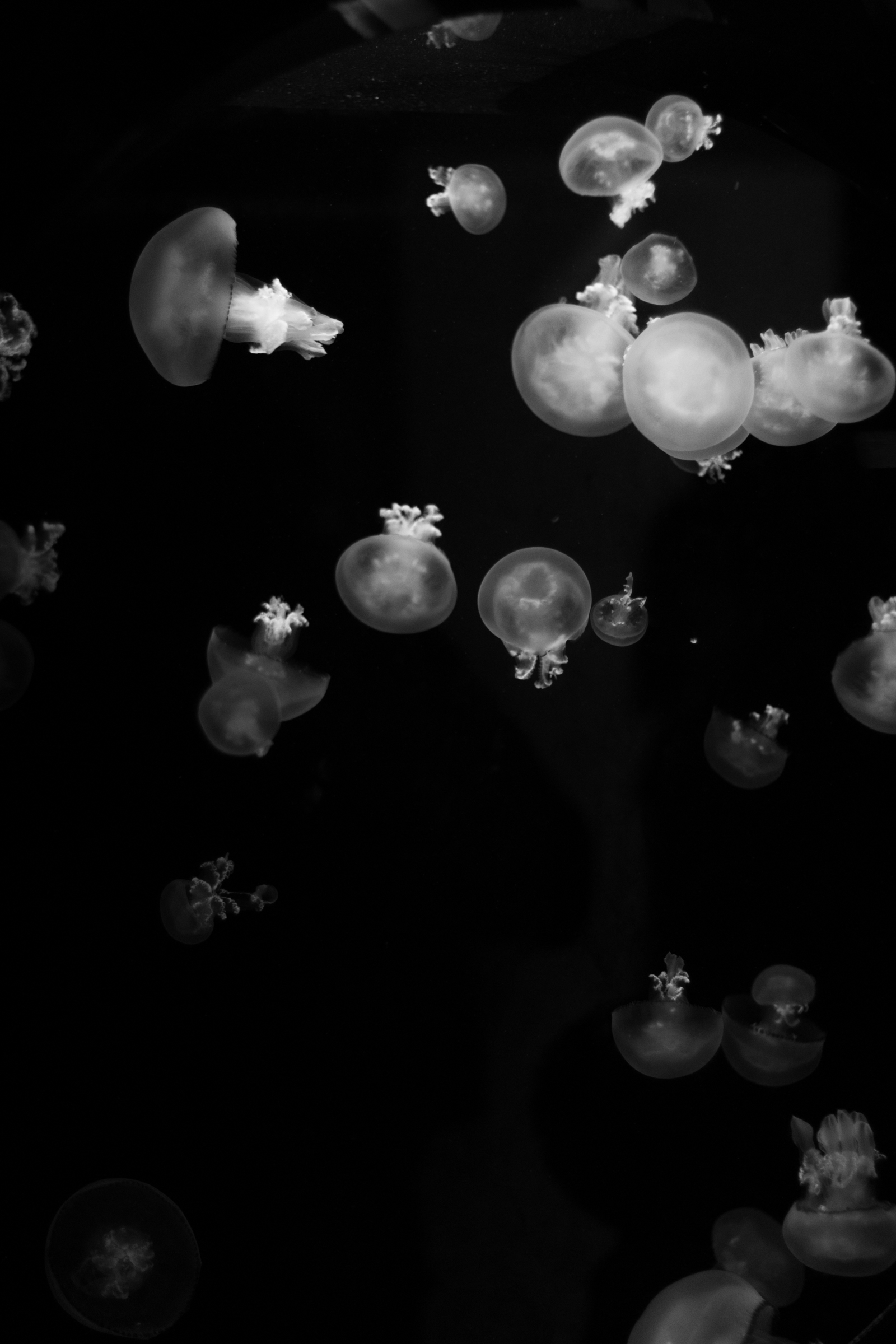 Bored jellyfish...